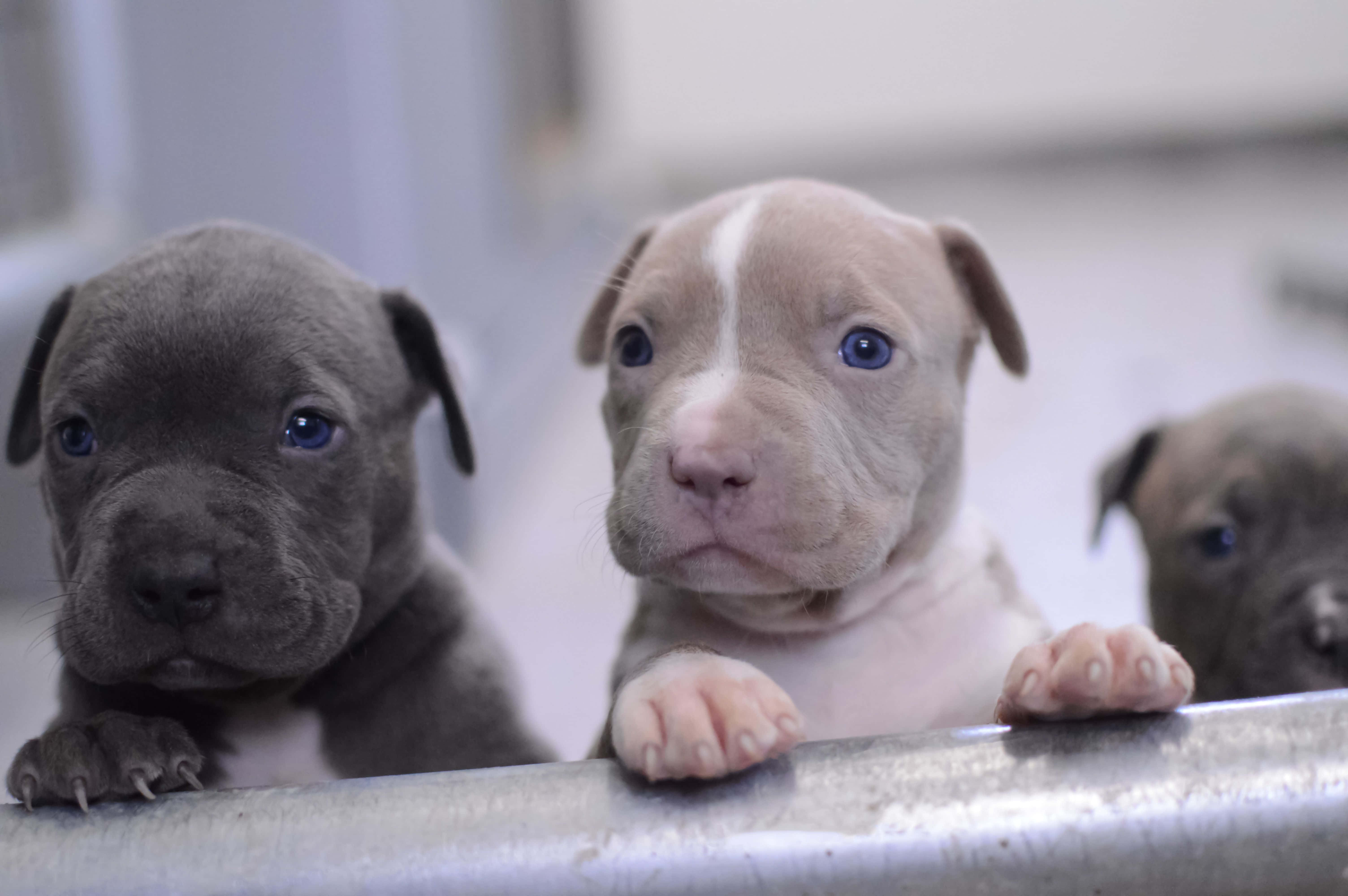 pit bull puppies, blue eyes, metal railing, 5K Desktop Wallpaper