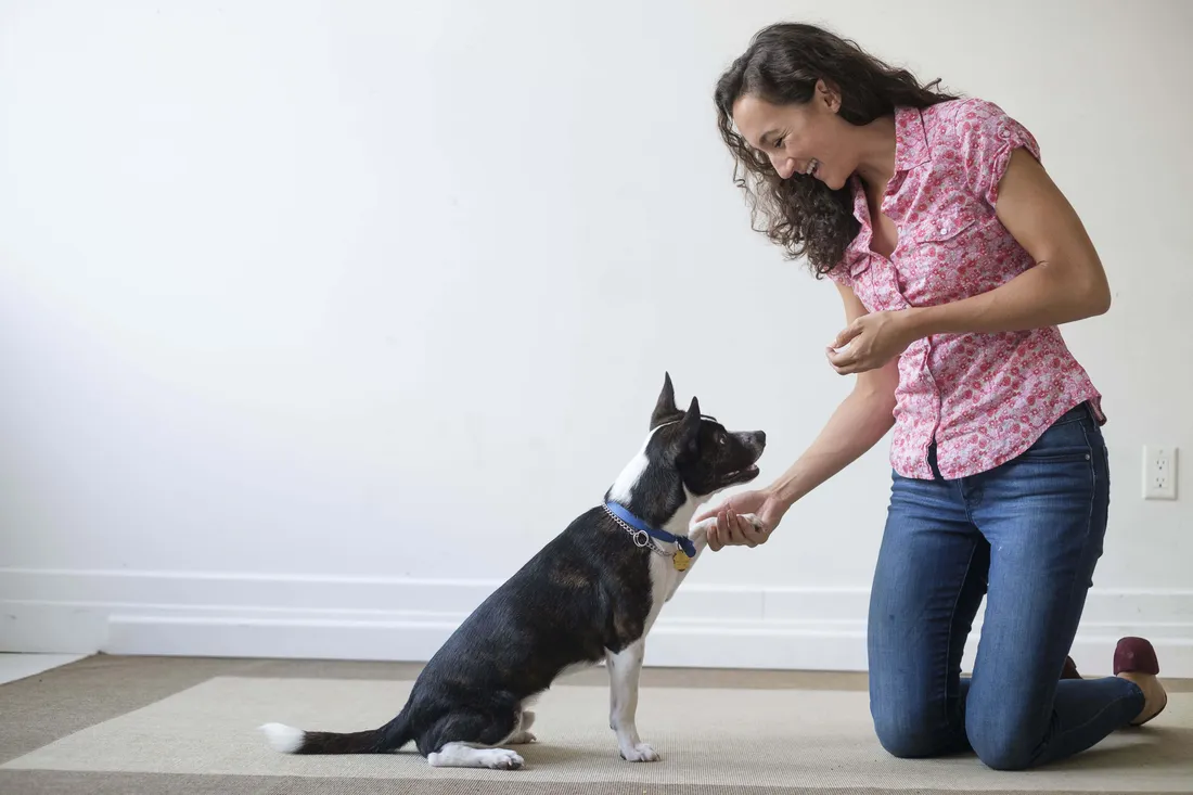 Dog Training