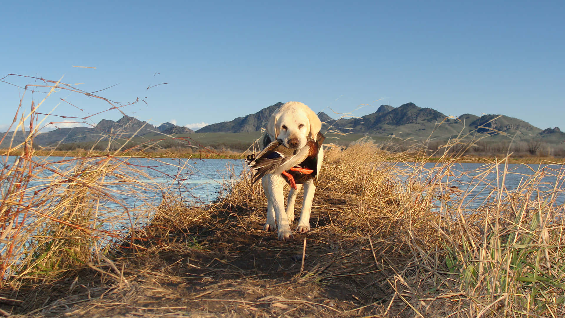 hunting desktop, white hunting dog, duck, Full HD Desktop Wallpaper