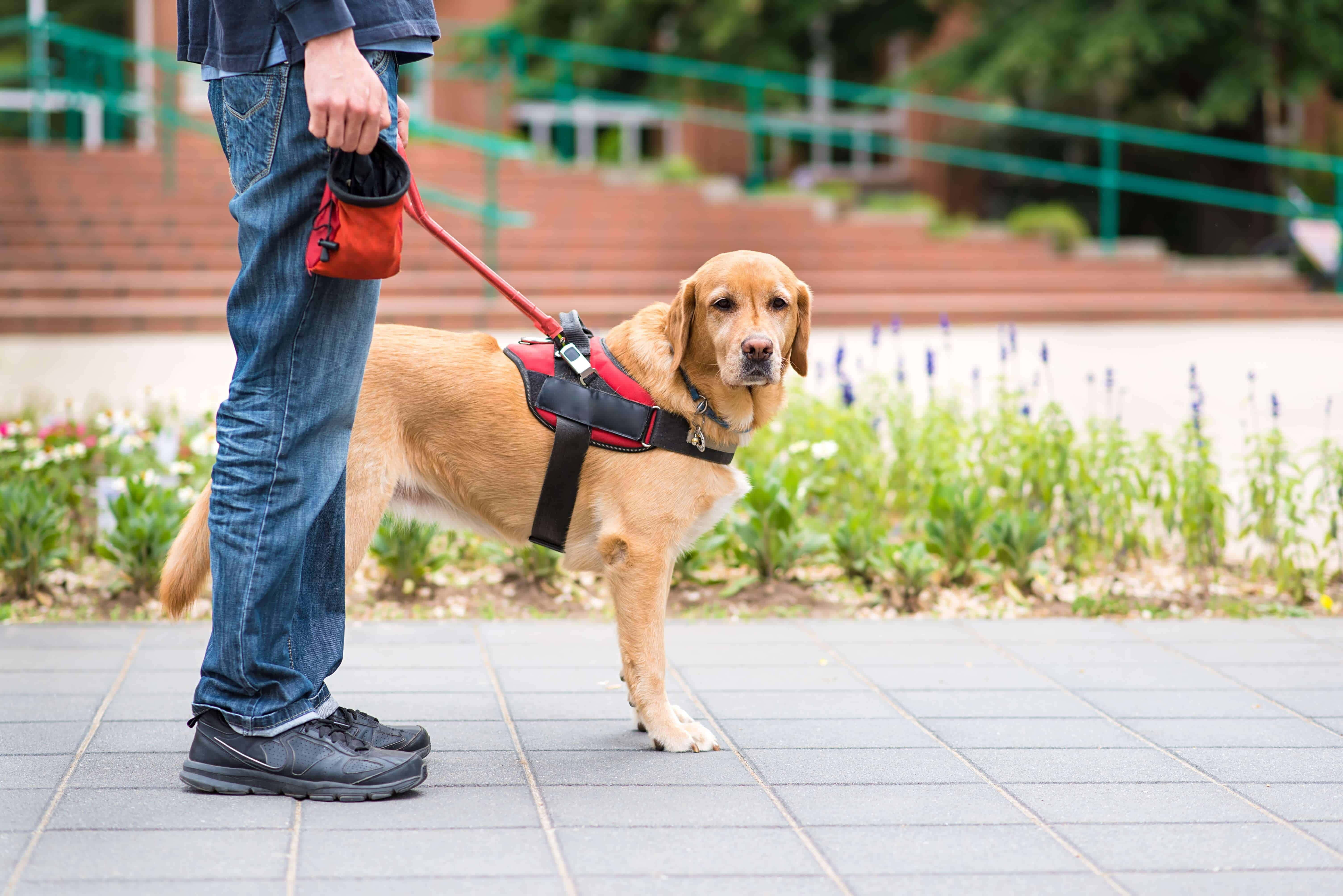 golden retriever, red harness, paved walkway, 5K Desktop Wallpaper