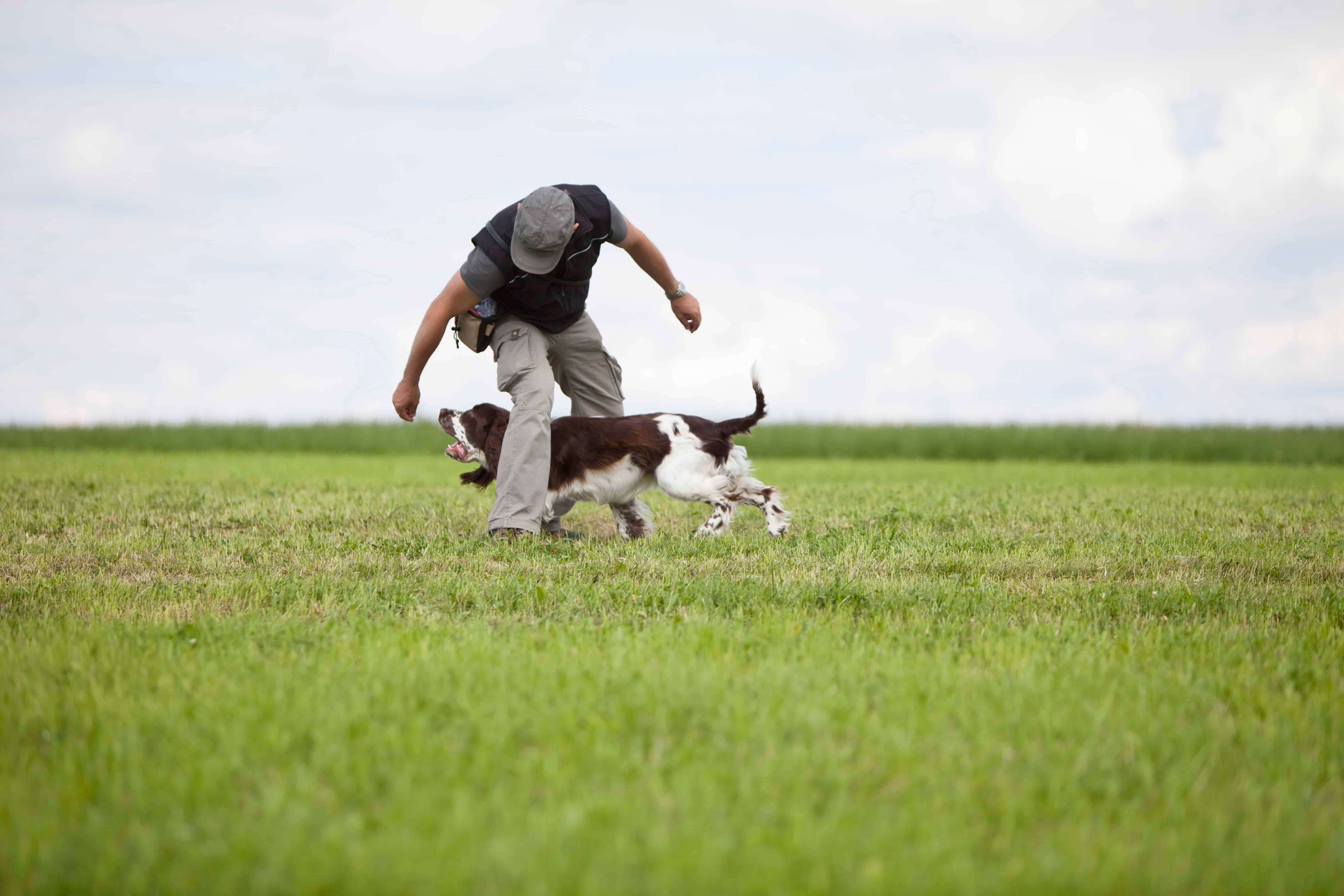professional dog trainer, group obedience class, various breeds, 5K Desktop Wallpaper