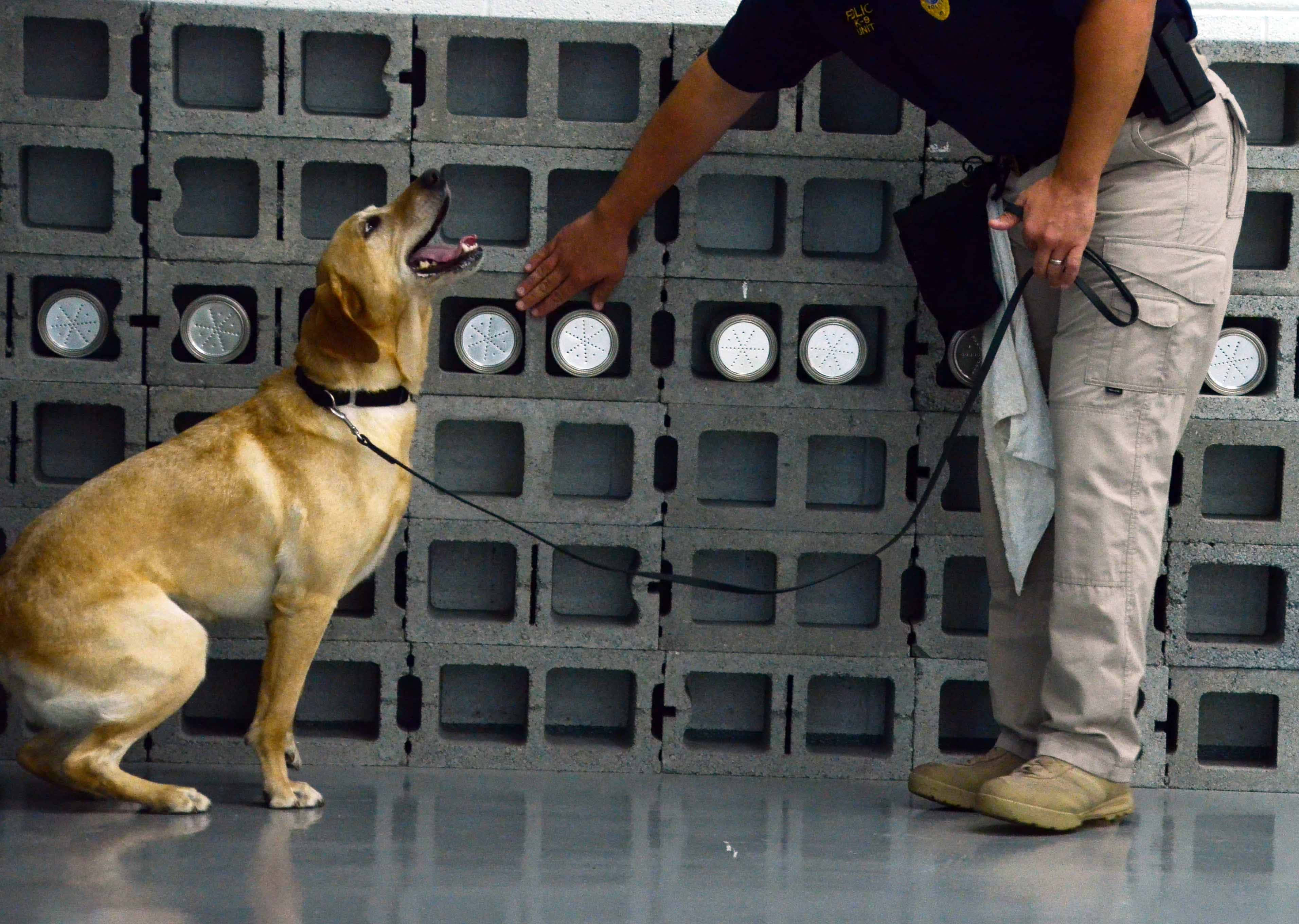 tan detection dog, handler in uniform, shiny floor, 2K Desktop Wallpaper