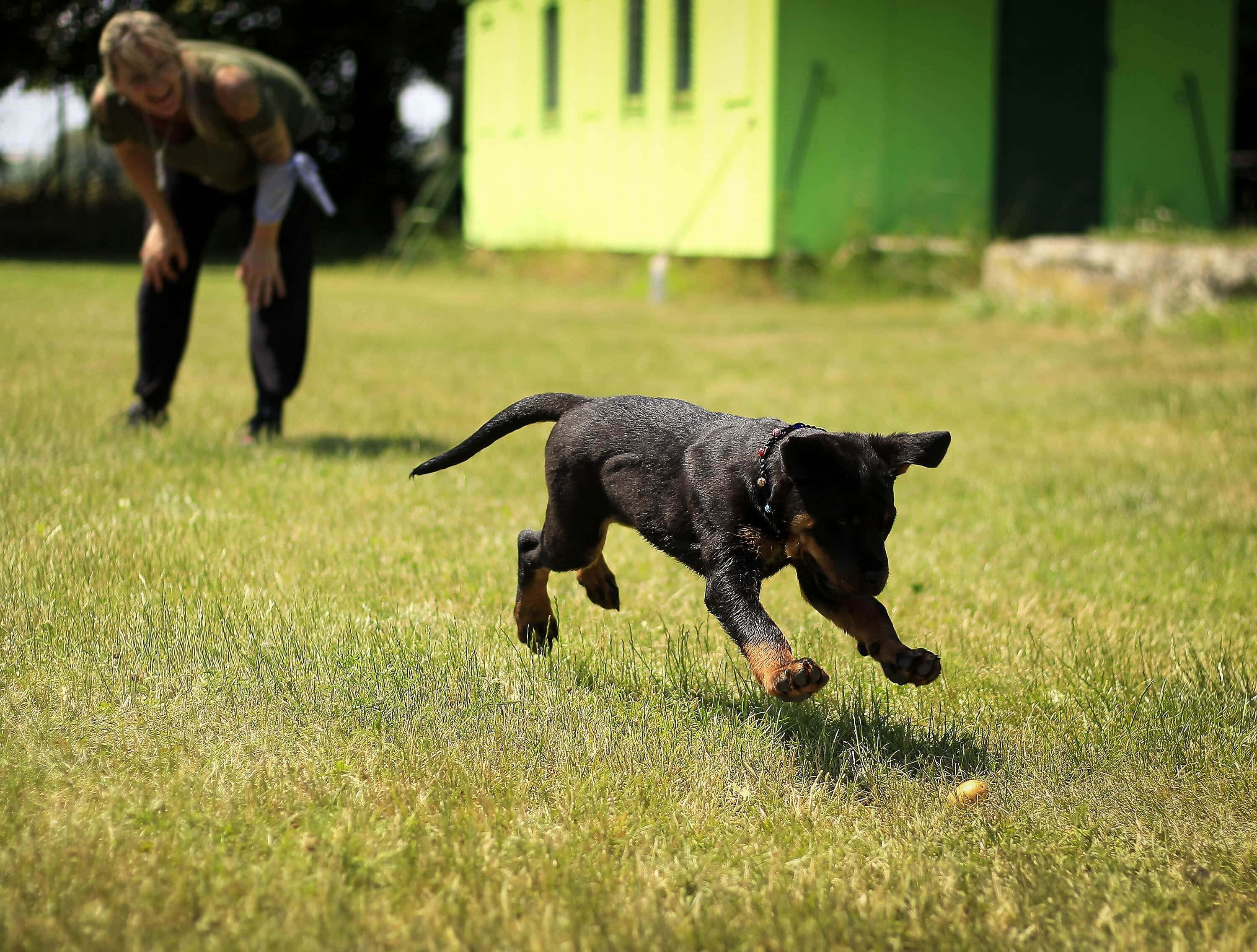 puppy, sunlit grassy field, ball, 2K Desktop Wallpaper