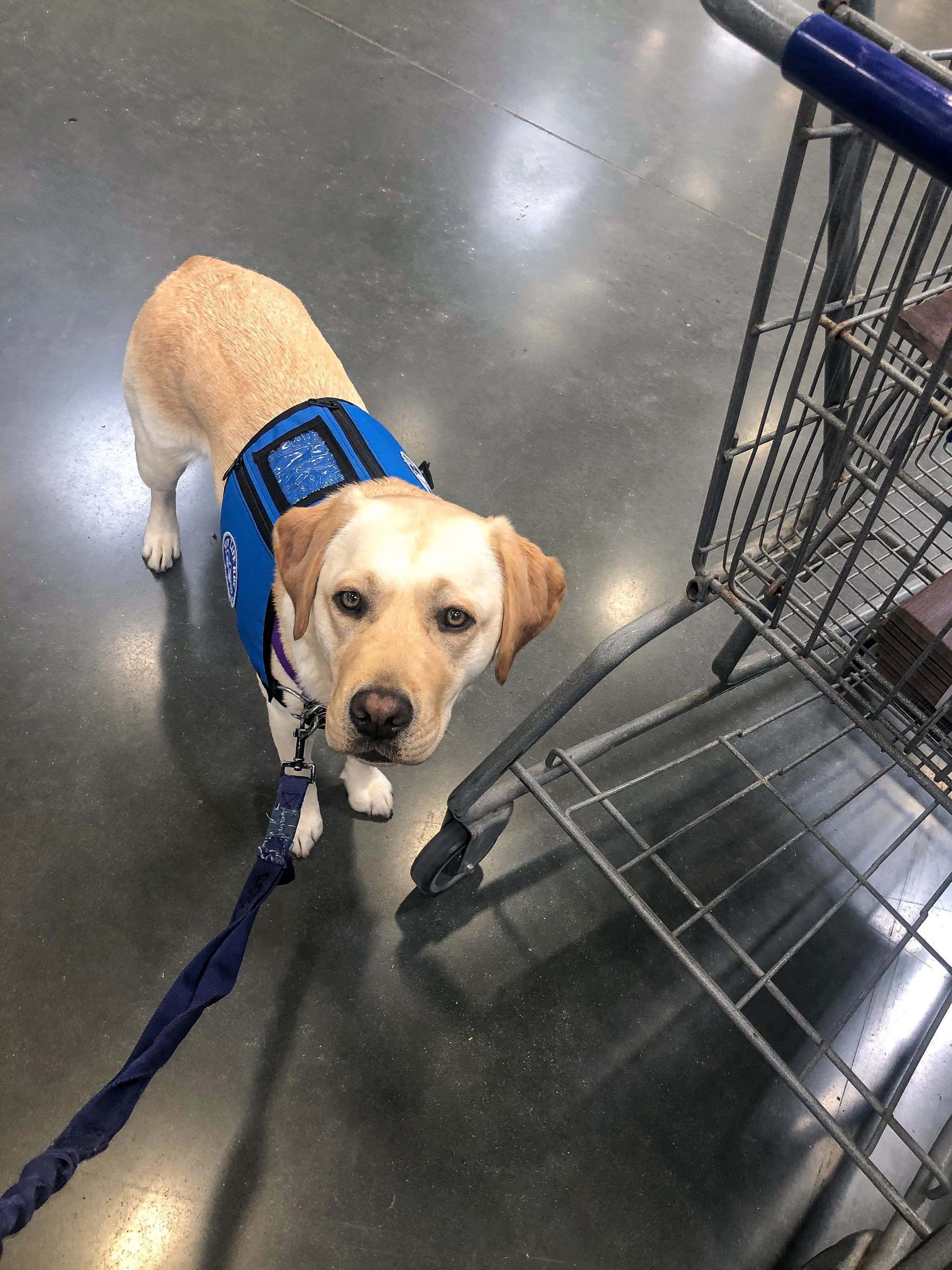 yellow Labrador, blue service vest, shopping cart, 2K Phone Wallpaper