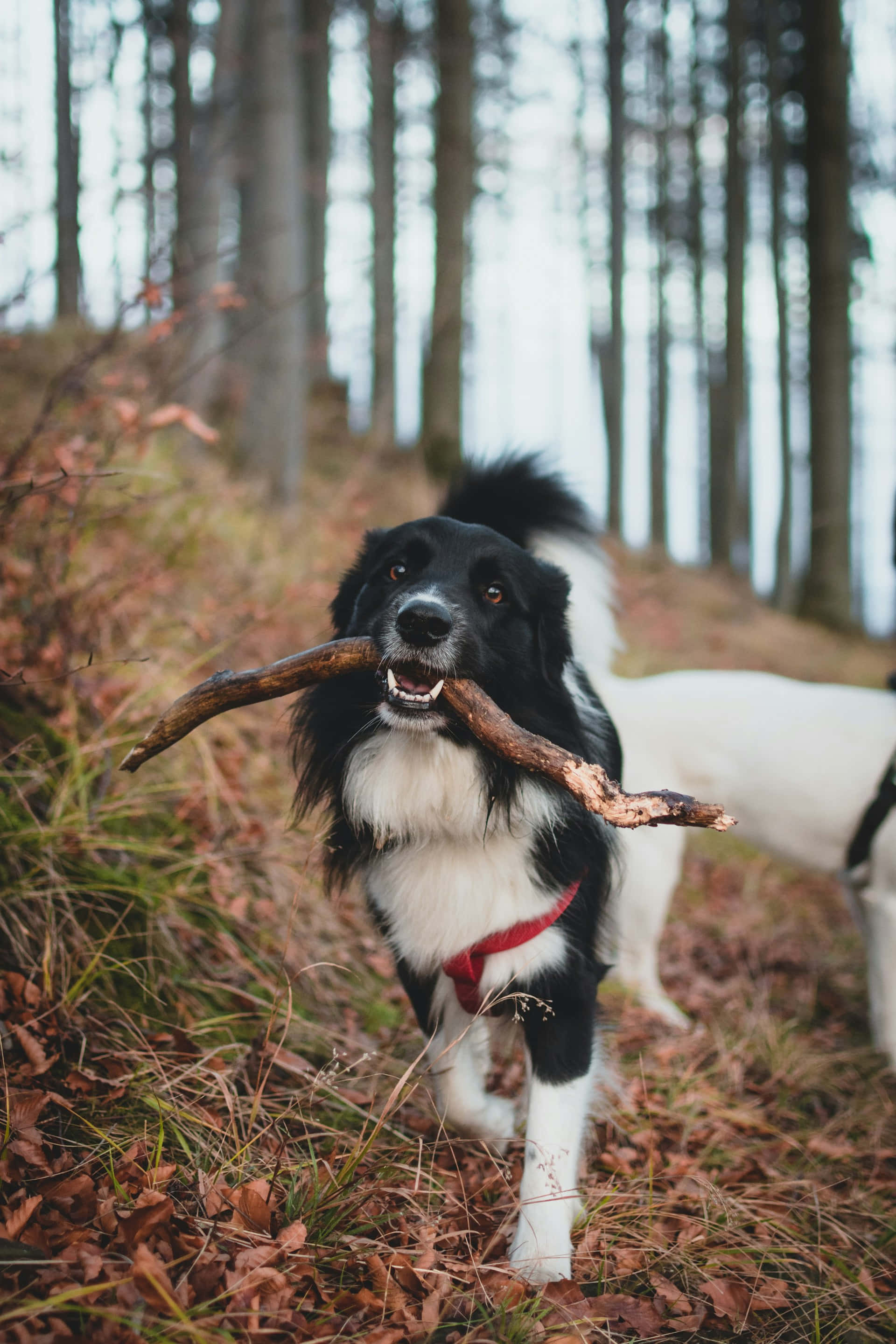 border collie, red collar, forest, 2K Phone Wallpaper