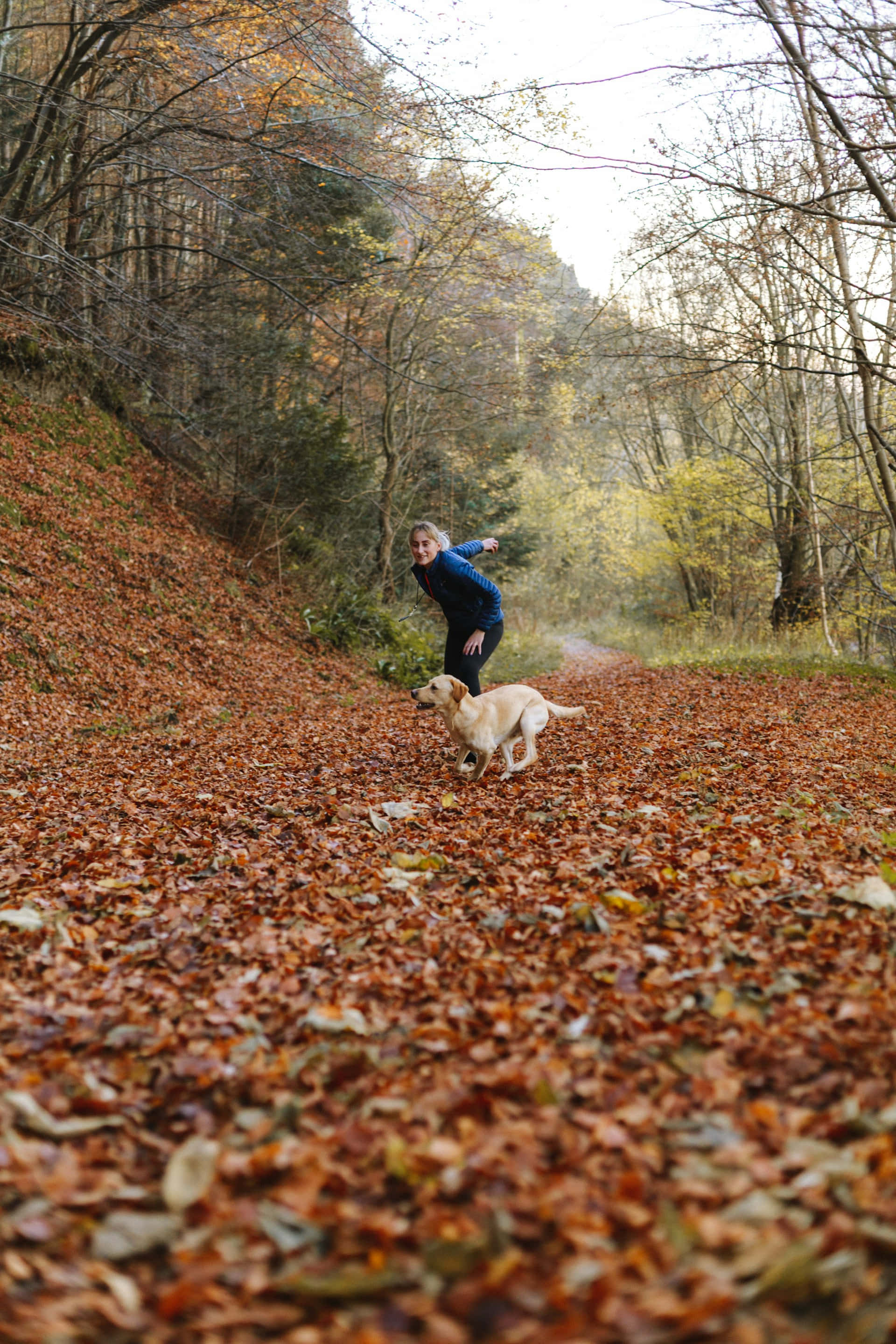 golden retriever, blue jacket, forest path, 2K Phone Wallpaper