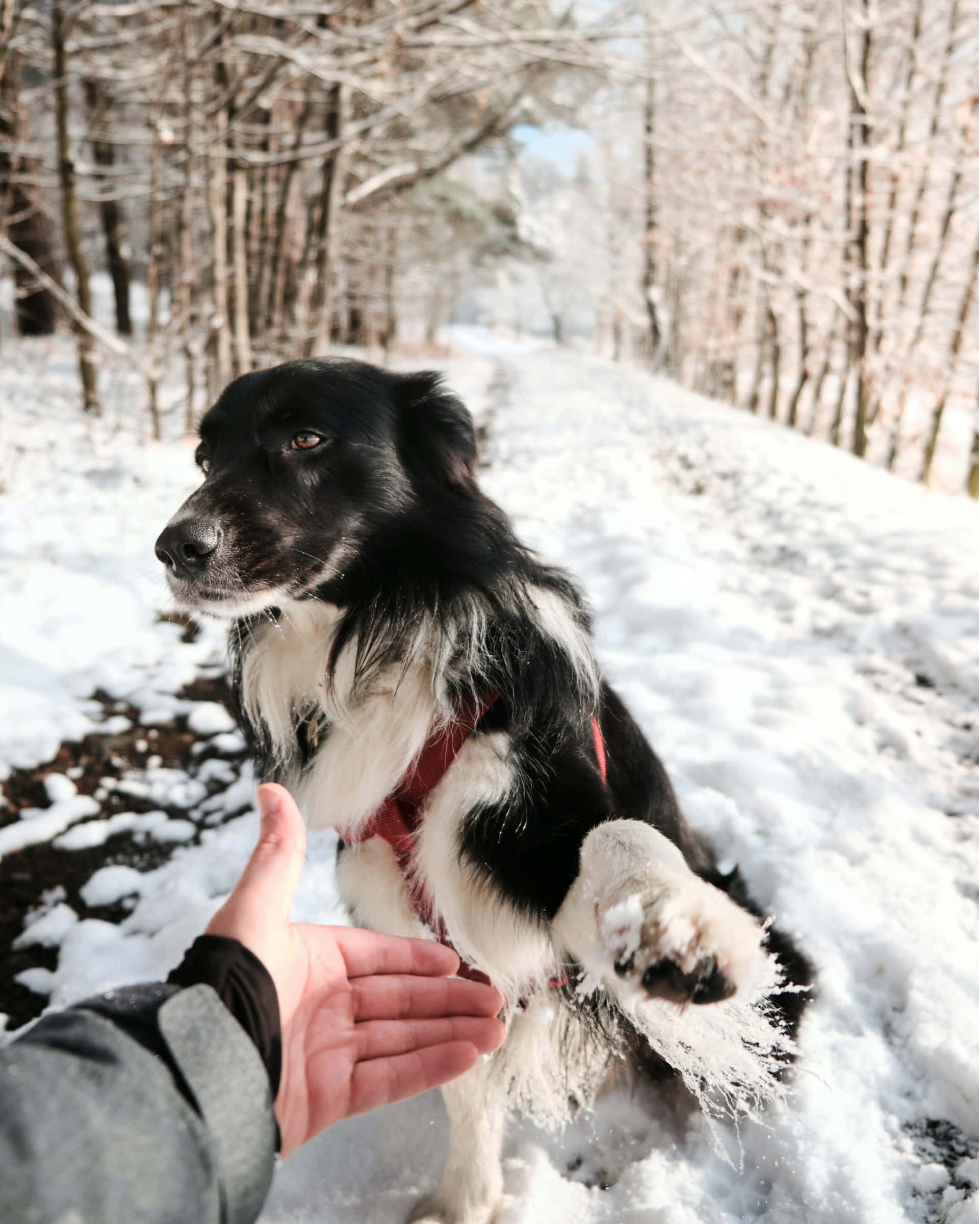 black and white dog, snow on its paws, snowy forest path, Full HD Phone Wallpaper
