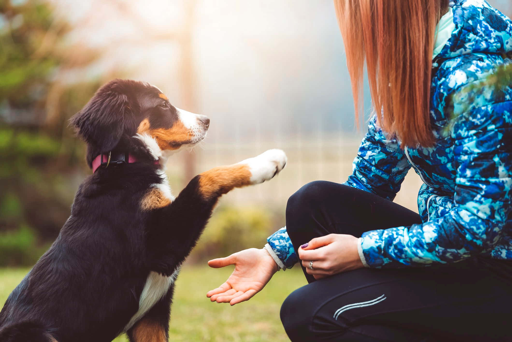 tricolor puppy, sunlit grassy field, outstretched hand, Full HD Desktop Wallpaper