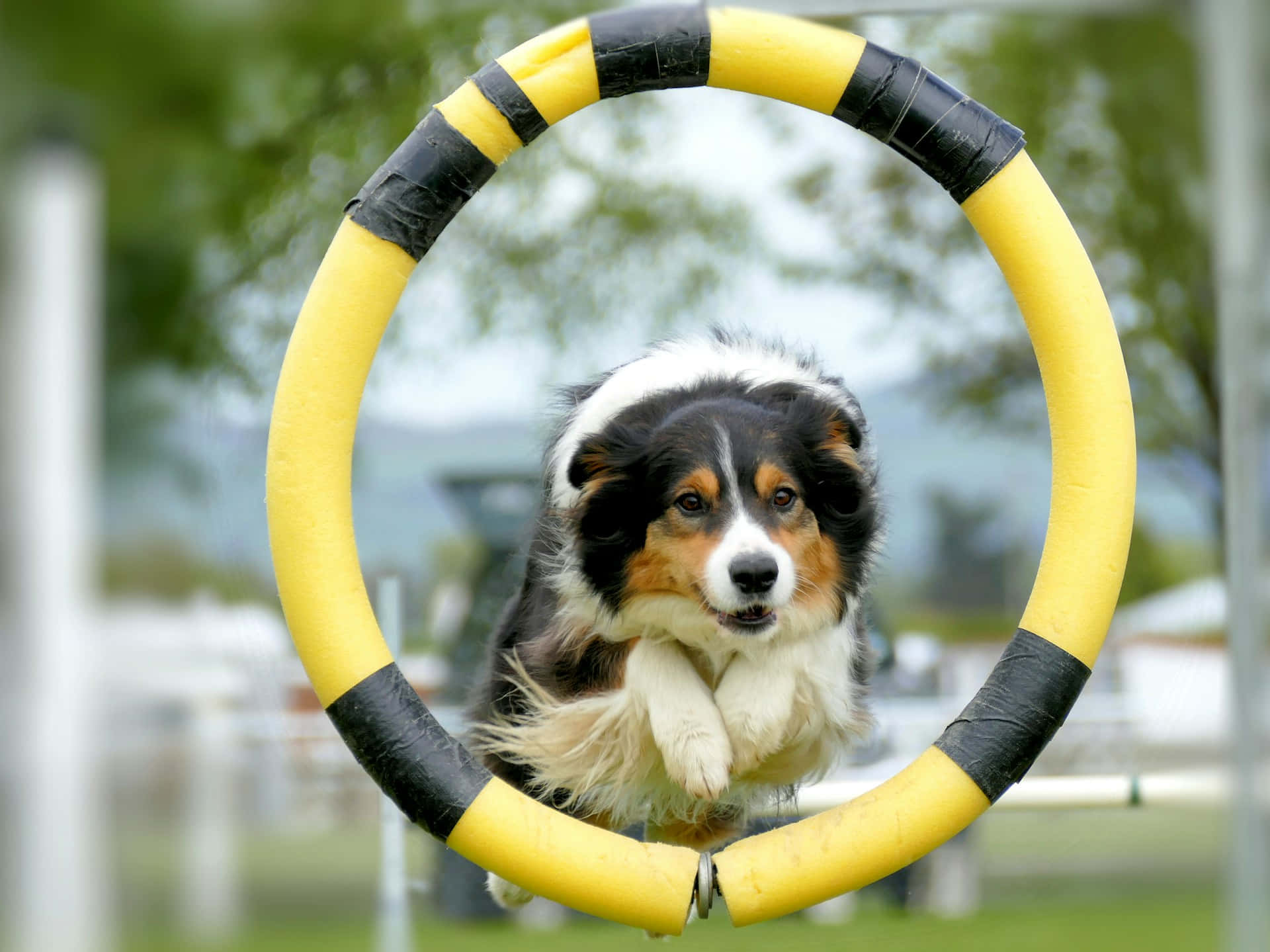 tricolor Australian Shepherd, bright yellow and black agility hoop, outdoors, Full HD Desktop Wallpaper