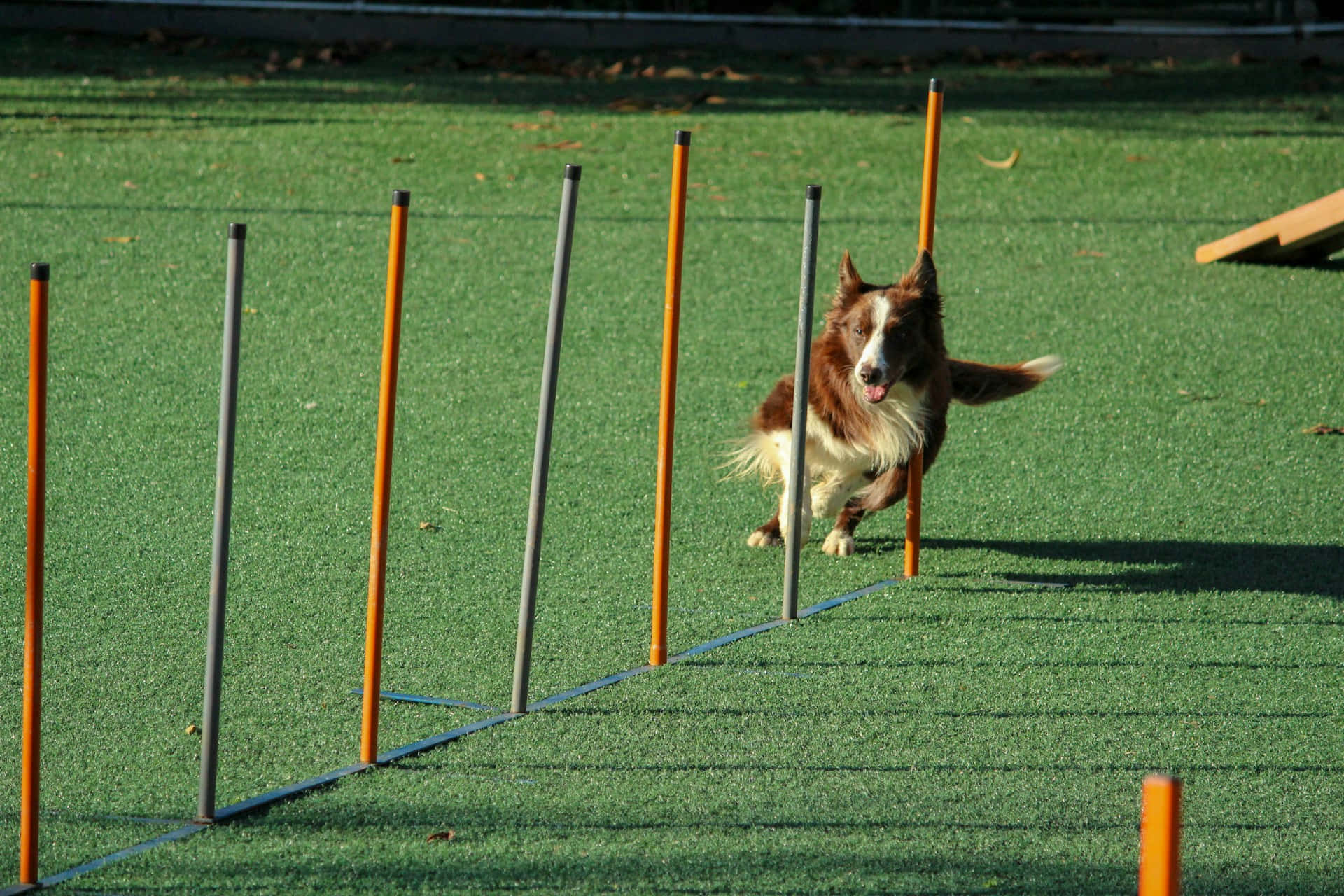 brown and white border collie, orange and gray weave poles, green artificial turf field, Full HD Desktop Wallpaper