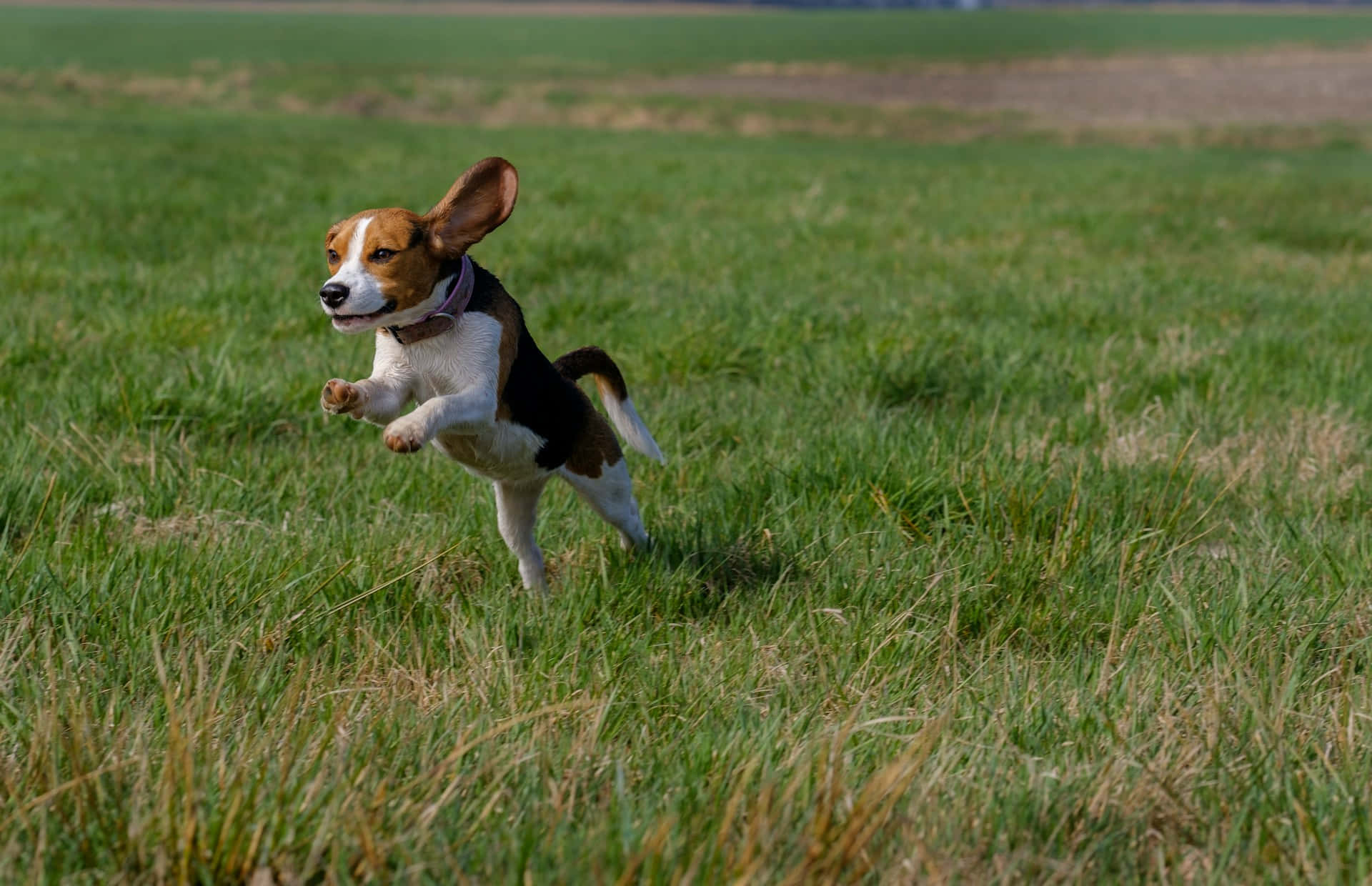 beagle, brown white and black fur, tall green grass, Full HD Desktop Wallpaper