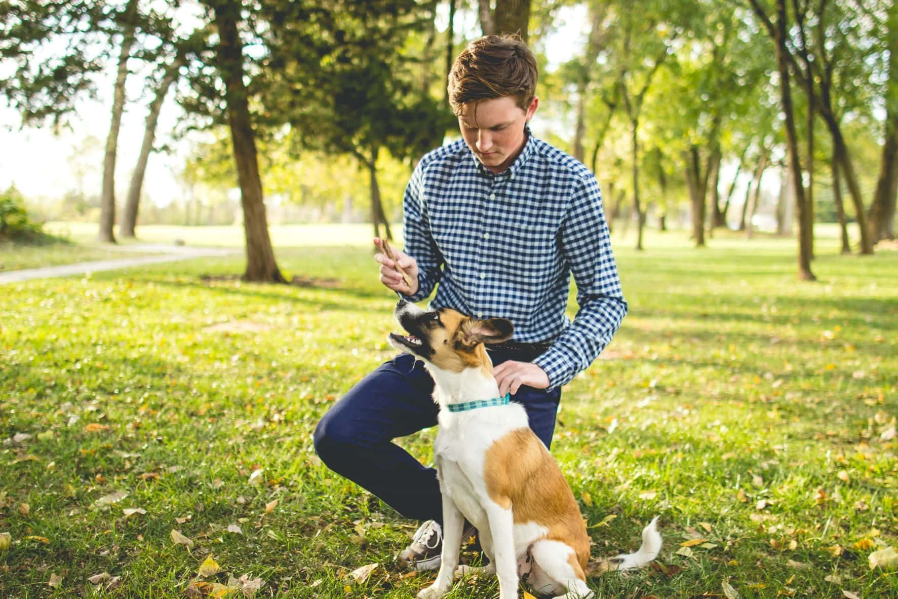 blue checkered shirt, sunlit park, brown and white dog, HD Desktop Wallpaper