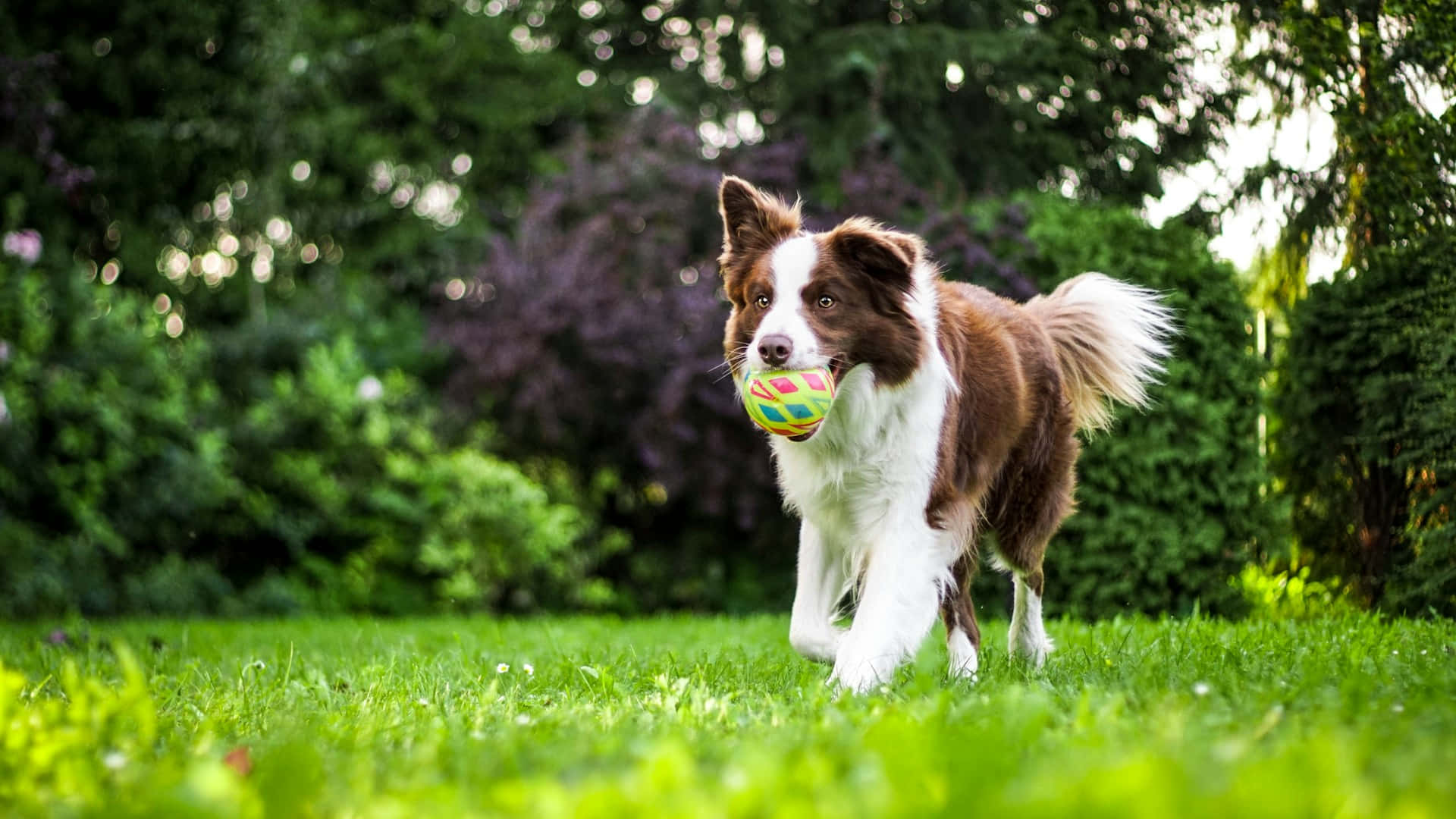 border collie, vibrant green grass, colorful ball, Full HD Desktop Wallpaper