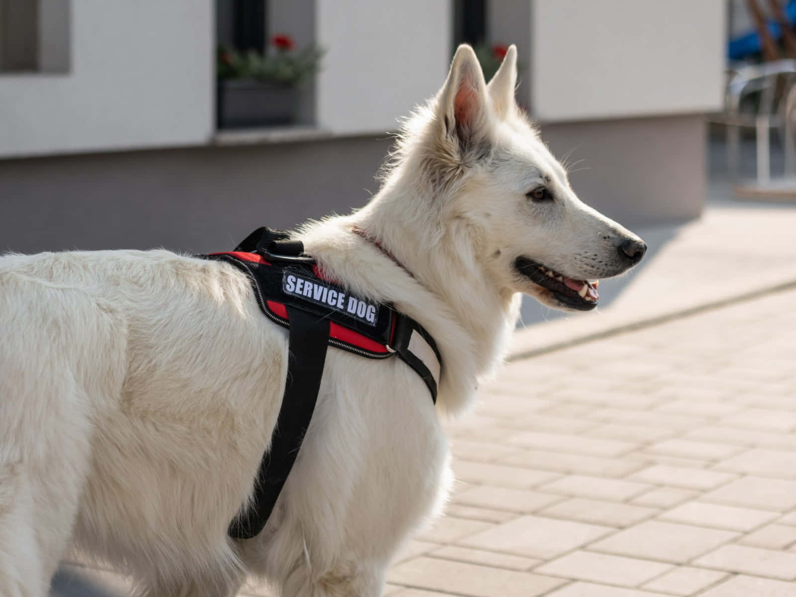 service dog, red and black harness, sunlit brick sidewalk, HD Desktop Wallpaper