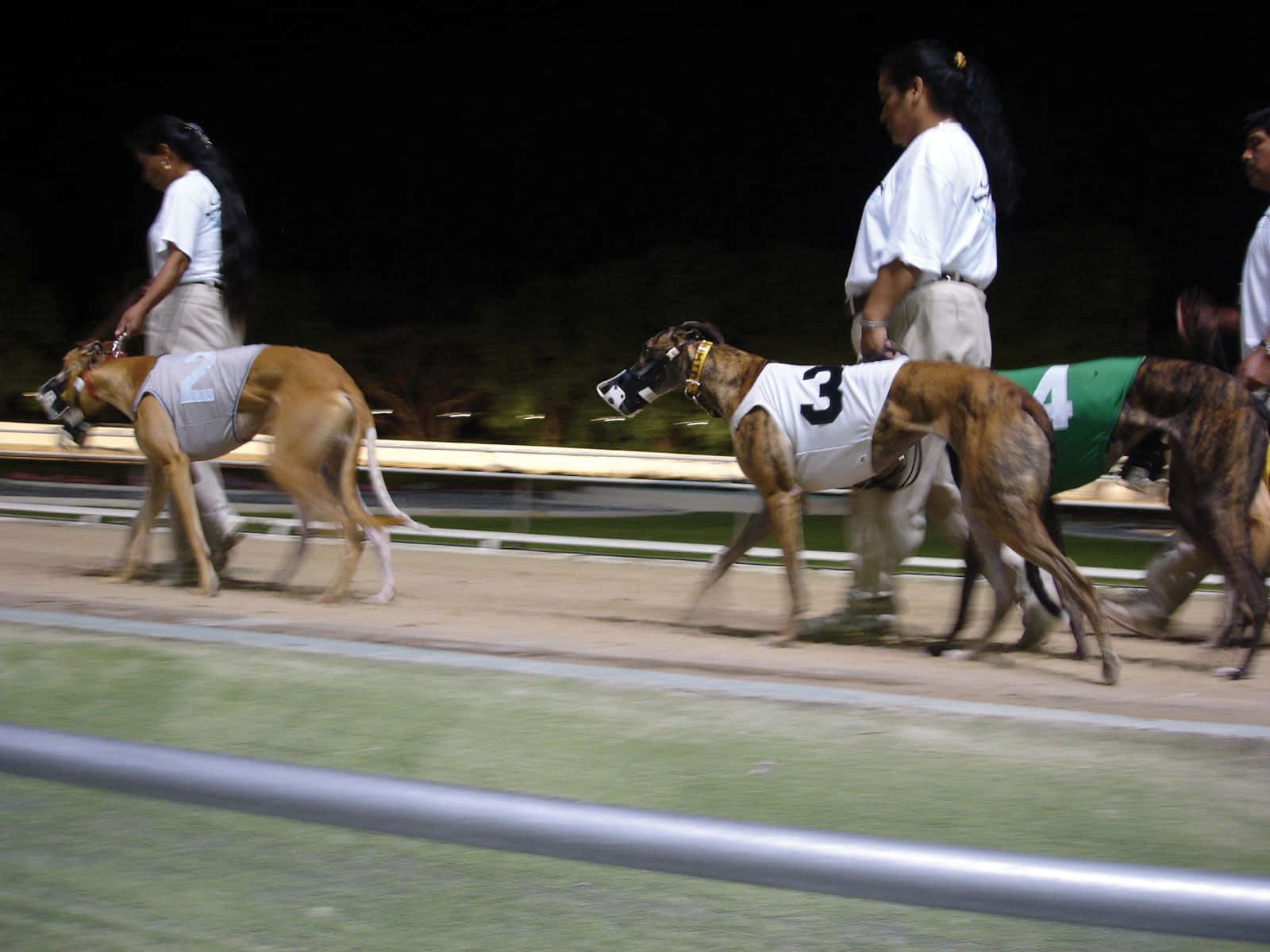 Greyhounds, racing vests, track, HD Desktop Wallpaper