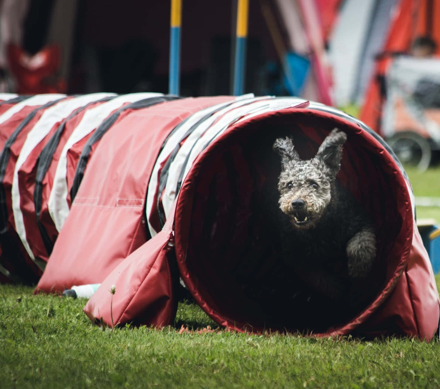 agility training dog, red and white agility tunnel, grassy field, HD Desktop Wallpaper