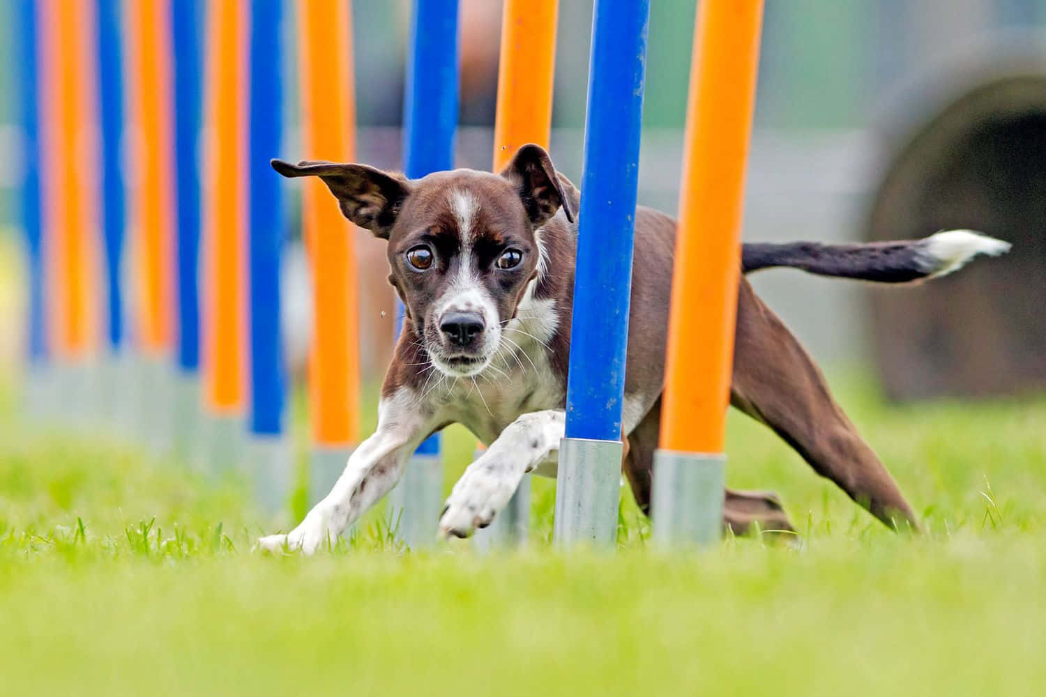 agility training dog, weaving poles, blue and orange agility poles, HD Desktop Wallpaper