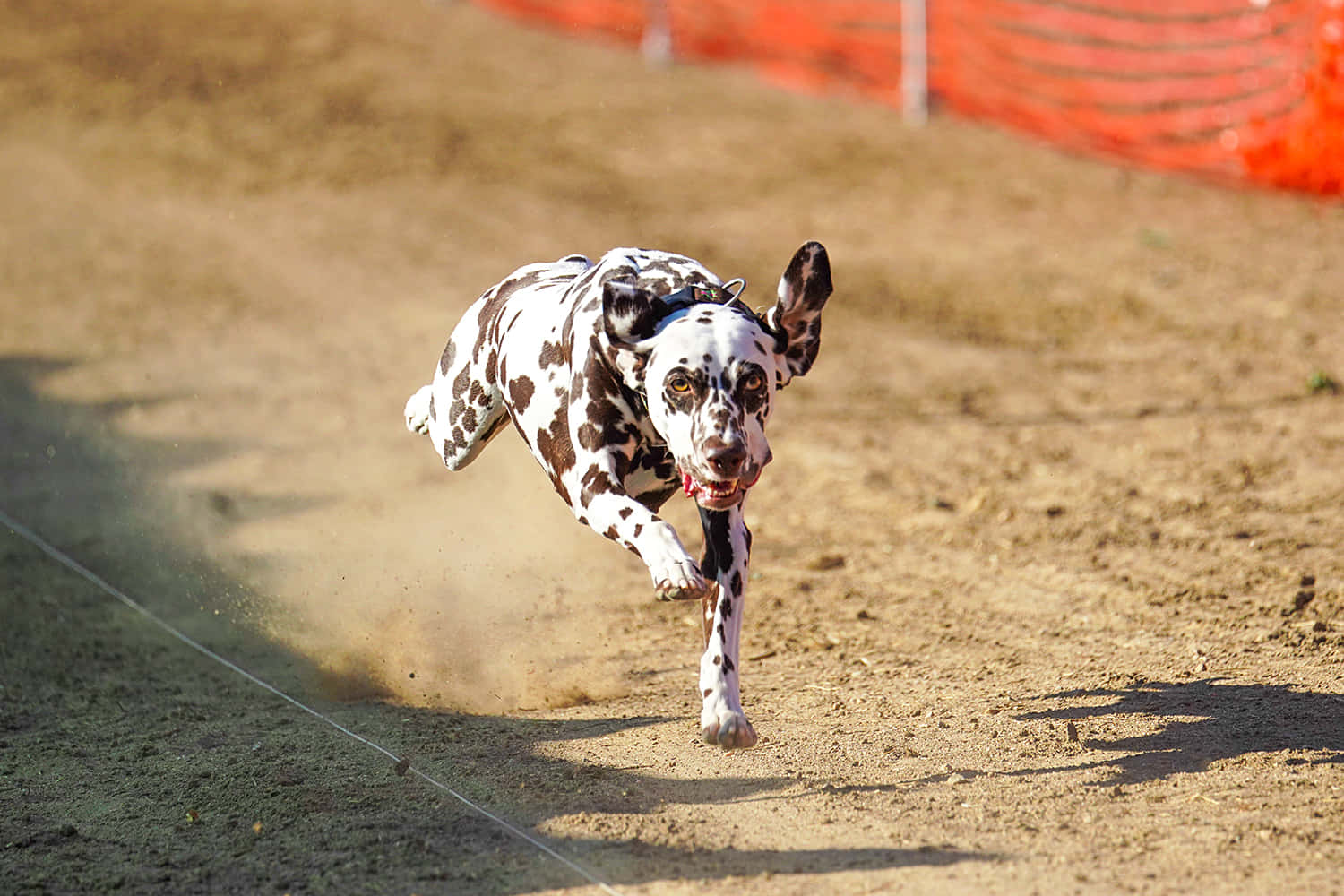 dalmatian, dusty track, sprints full speed, HD Desktop Wallpaper