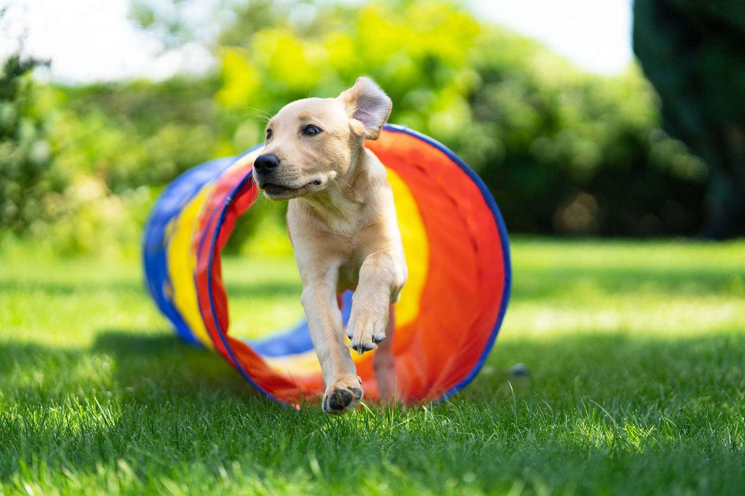 golden puppy, colorful rainbow agility tunnel, sunny grassy lawn, HD Desktop Wallpaper