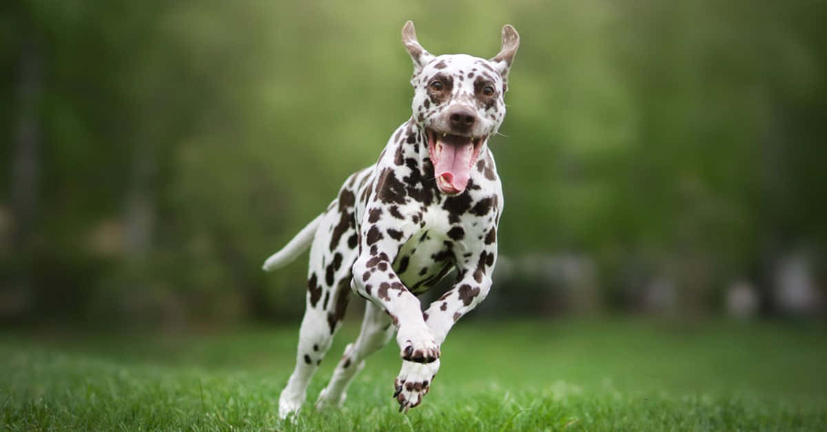 dalmatian, vibrant green grass, blurred forest background, SD Desktop Wallpaper
