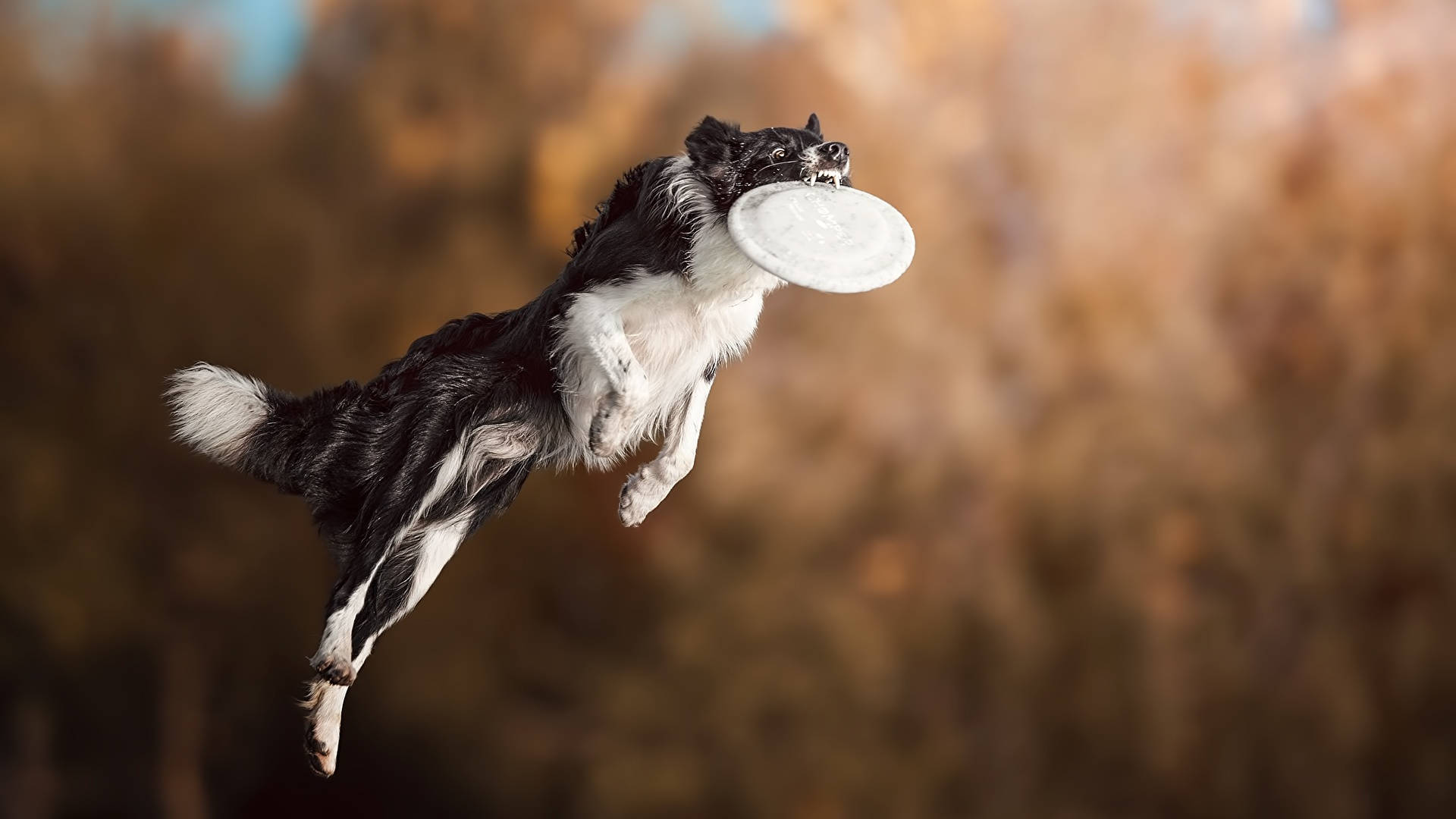 border collie, white frisbee, golden autumnal background, Full HD Desktop Wallpaper