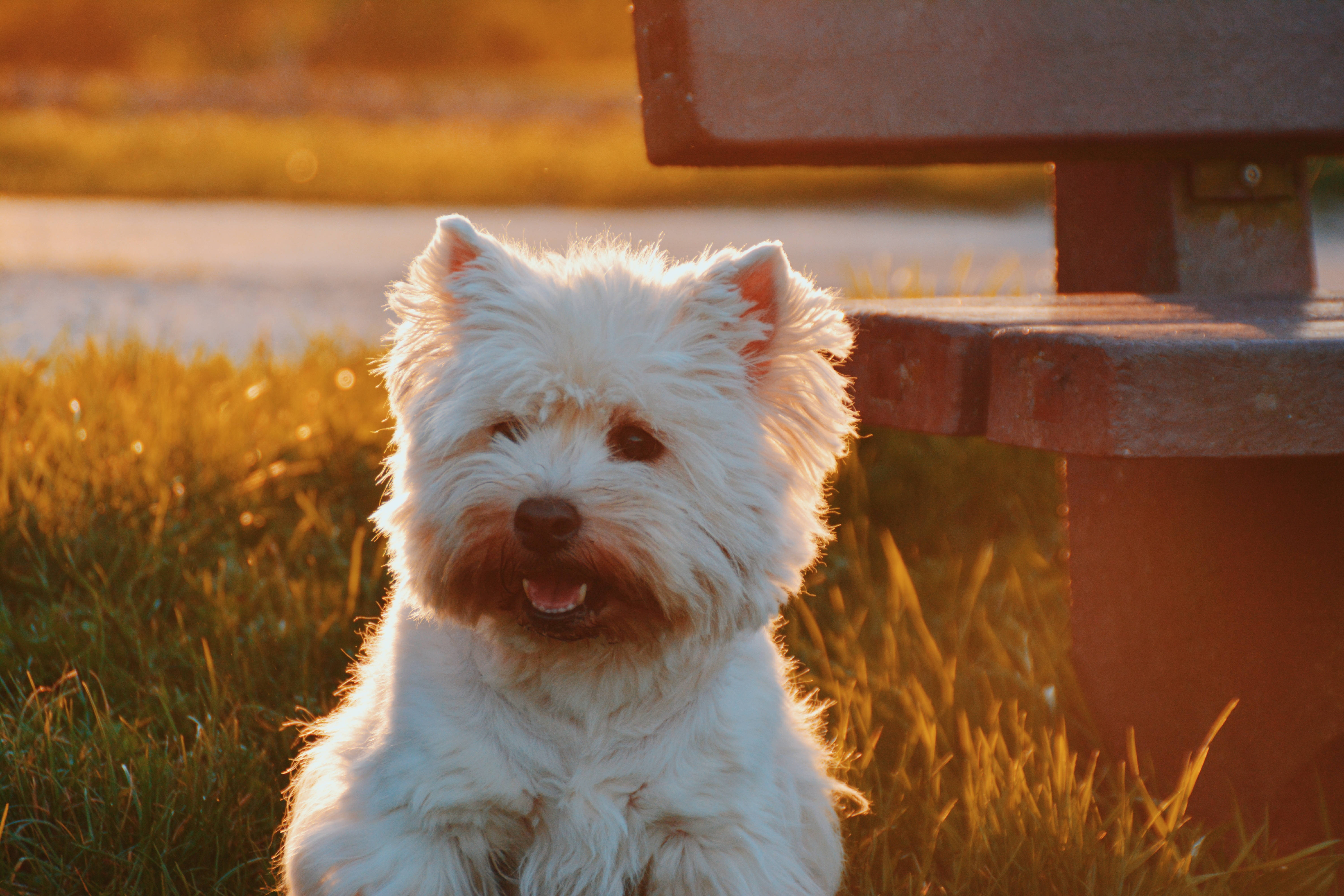 white Westie, golden sunset, grass, 5K Desktop Wallpaper