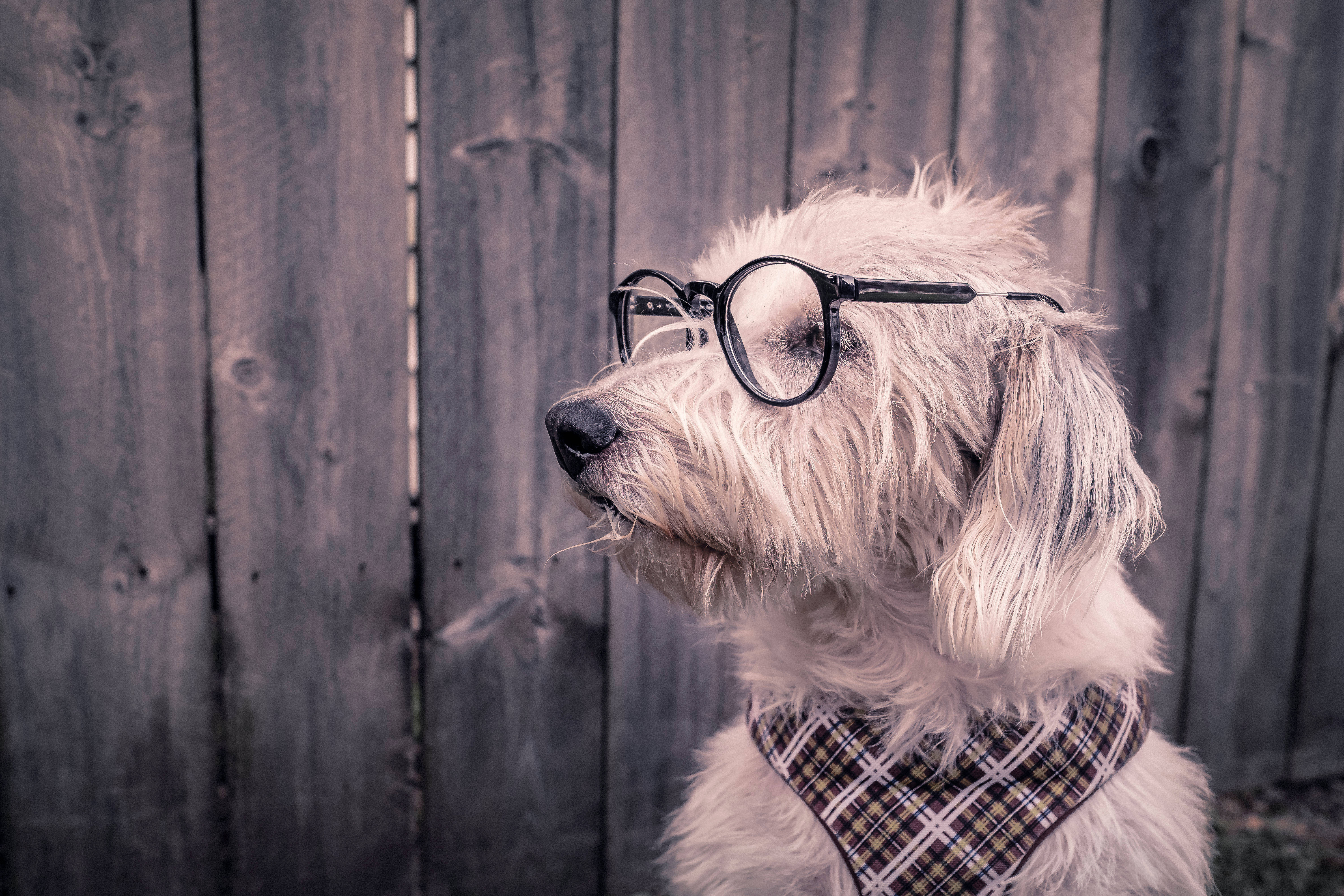 white dog, round glasses, plaid bandana, 5K Desktop Wallpaper
