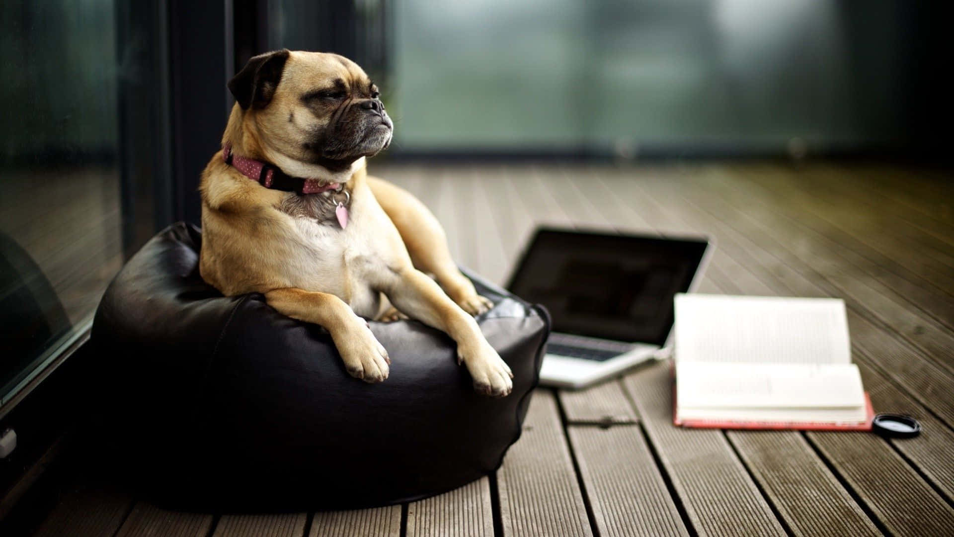 pug dog, black beanbag chair, open book, Full HD Desktop Wallpaper