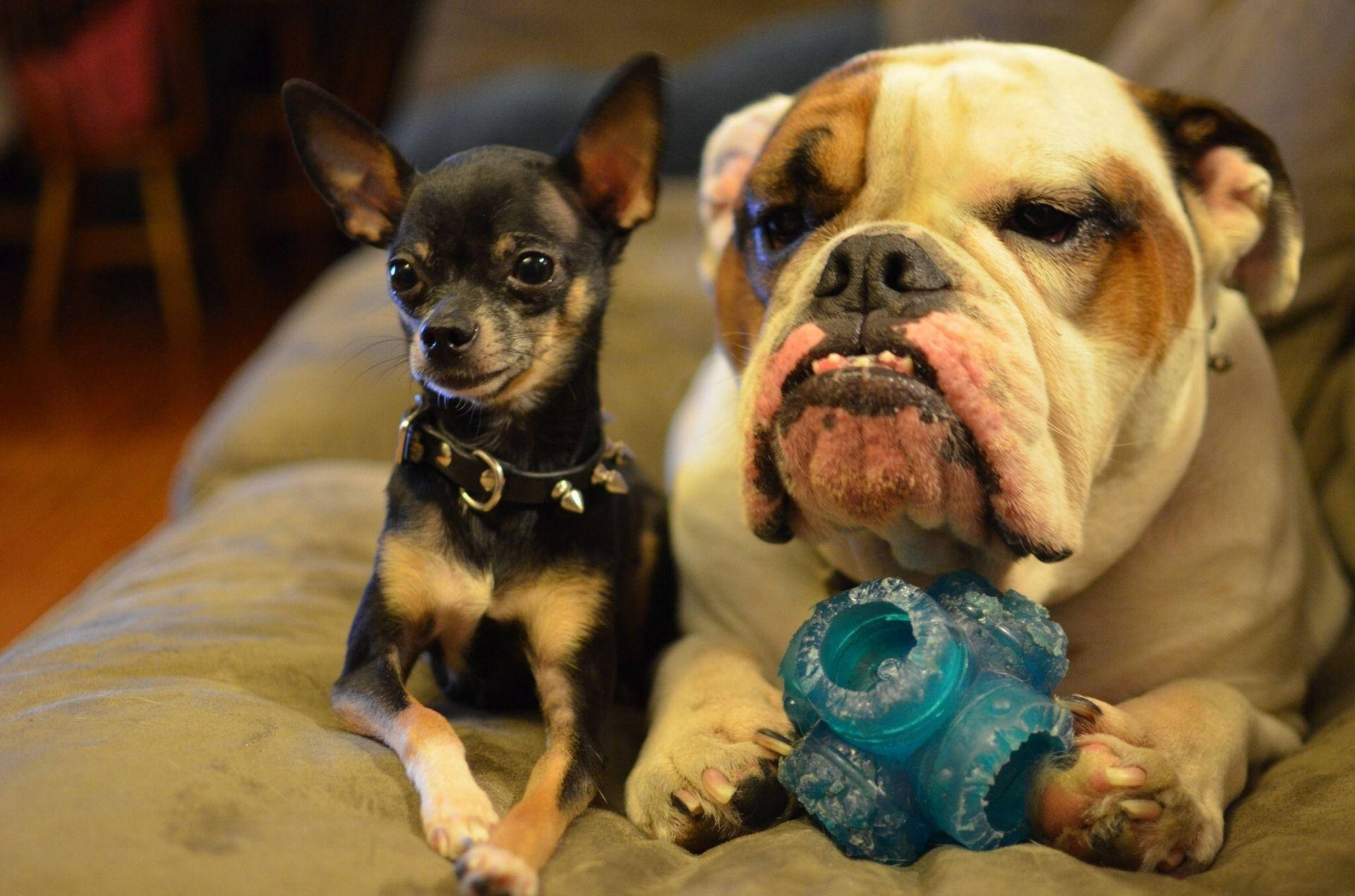 chihuahua, bulldog, blue toy, Full HD Desktop Wallpaper