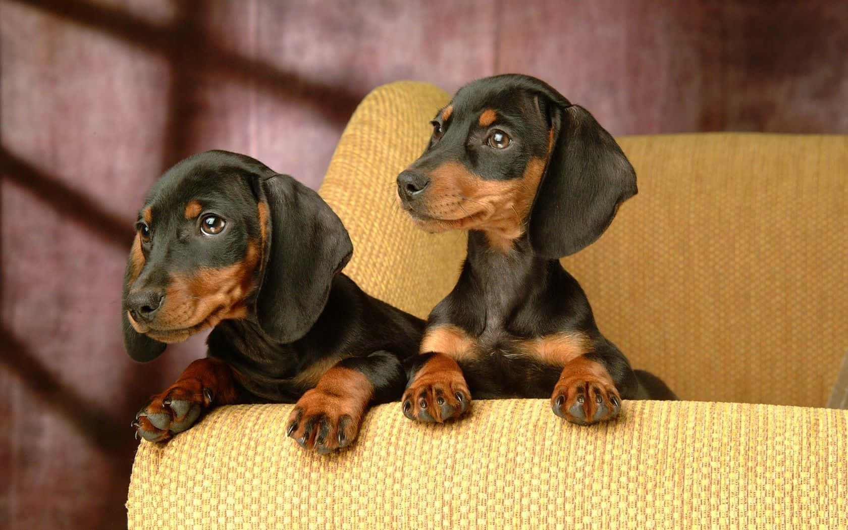 dachshund, black and tan, textured yellow couch, HD Desktop Wallpaper