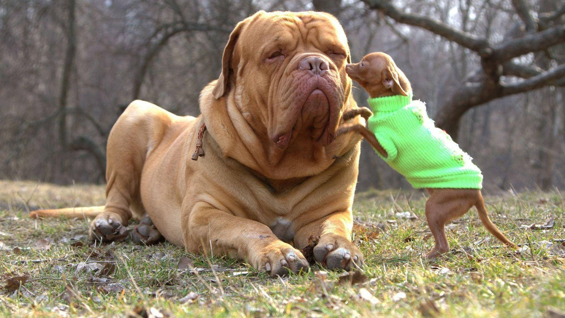 large wrinkled dog, tiny puppy, bright green sweater, Full HD Desktop Wallpaper