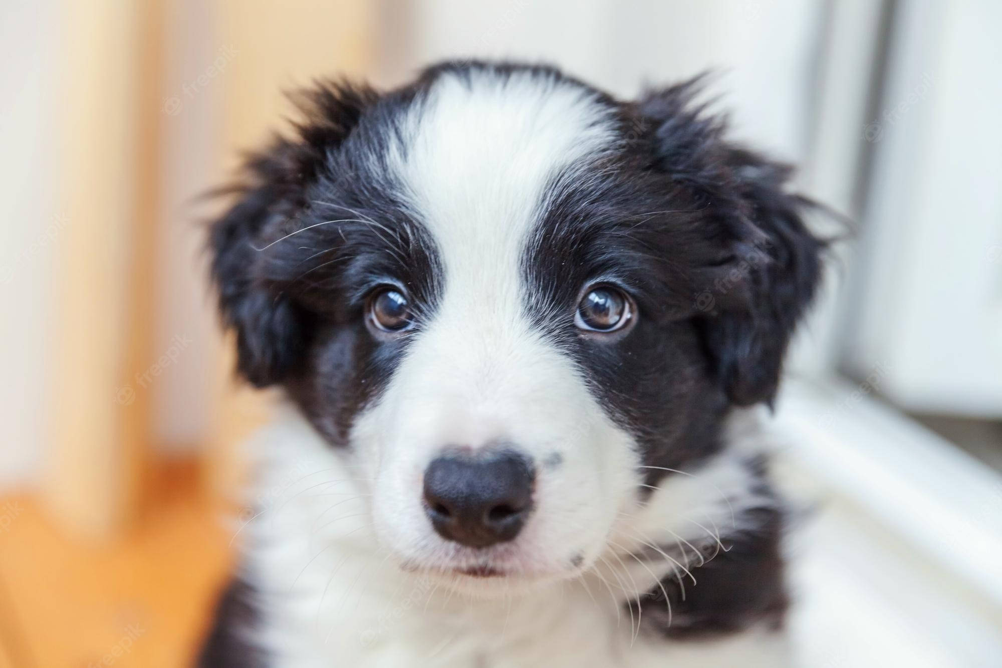 border collie puppy, black and white, big soulful eyes, Full HD Desktop Wallpaper
