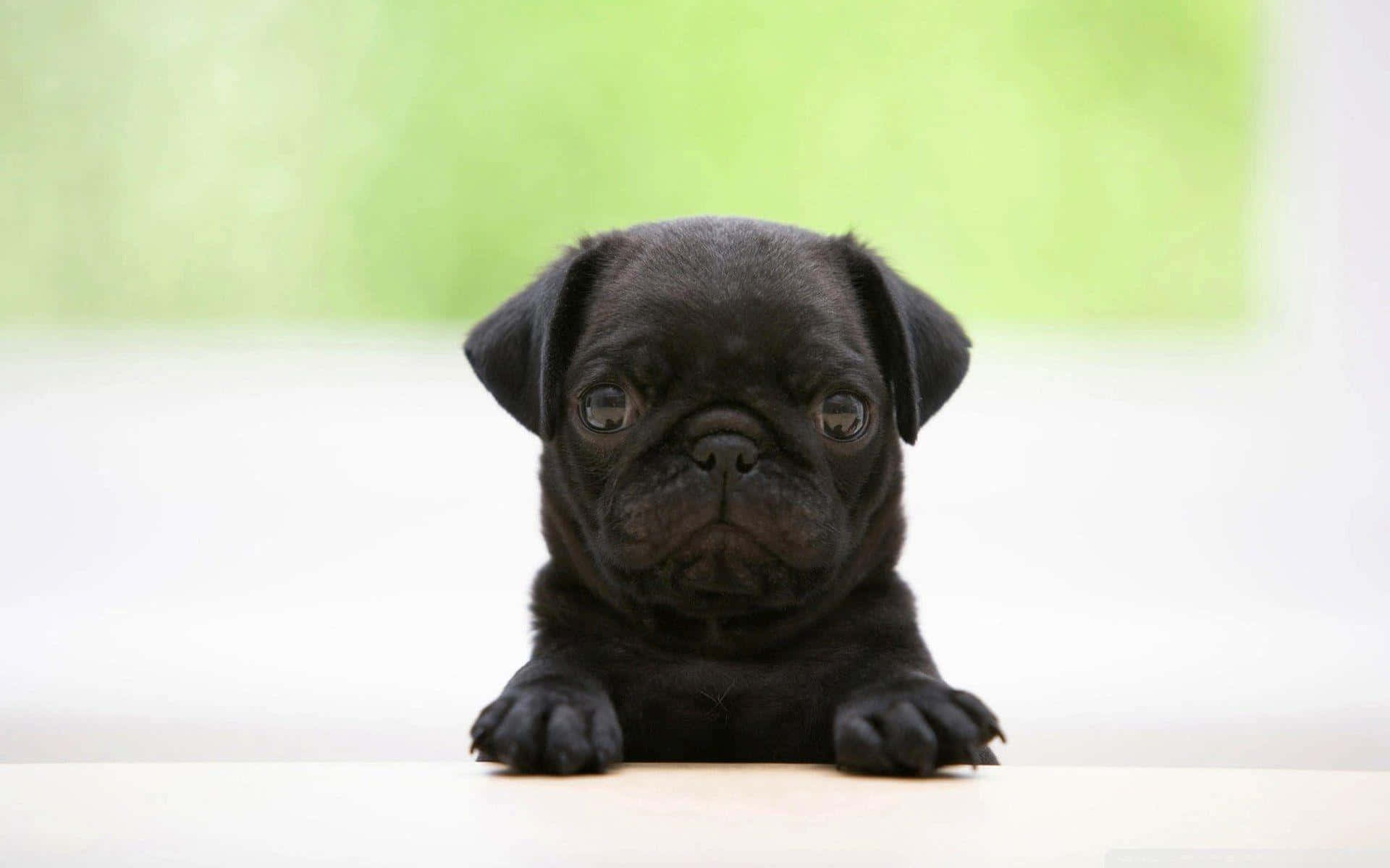 pug, black, big soulful eyes, Full HD Desktop Wallpaper
