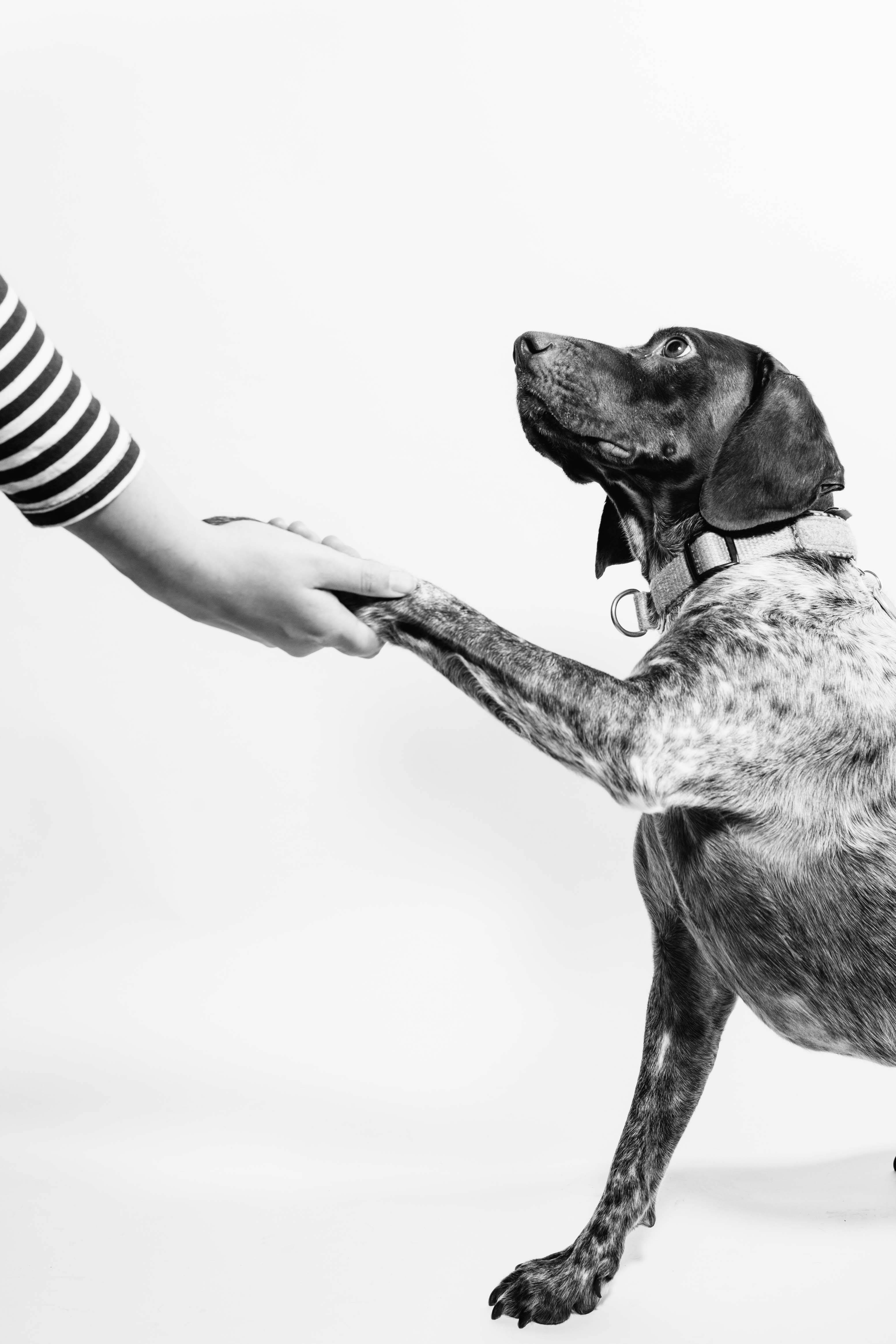 human hand, dog paw, black and white photo, 4K Phone Wallpaper
