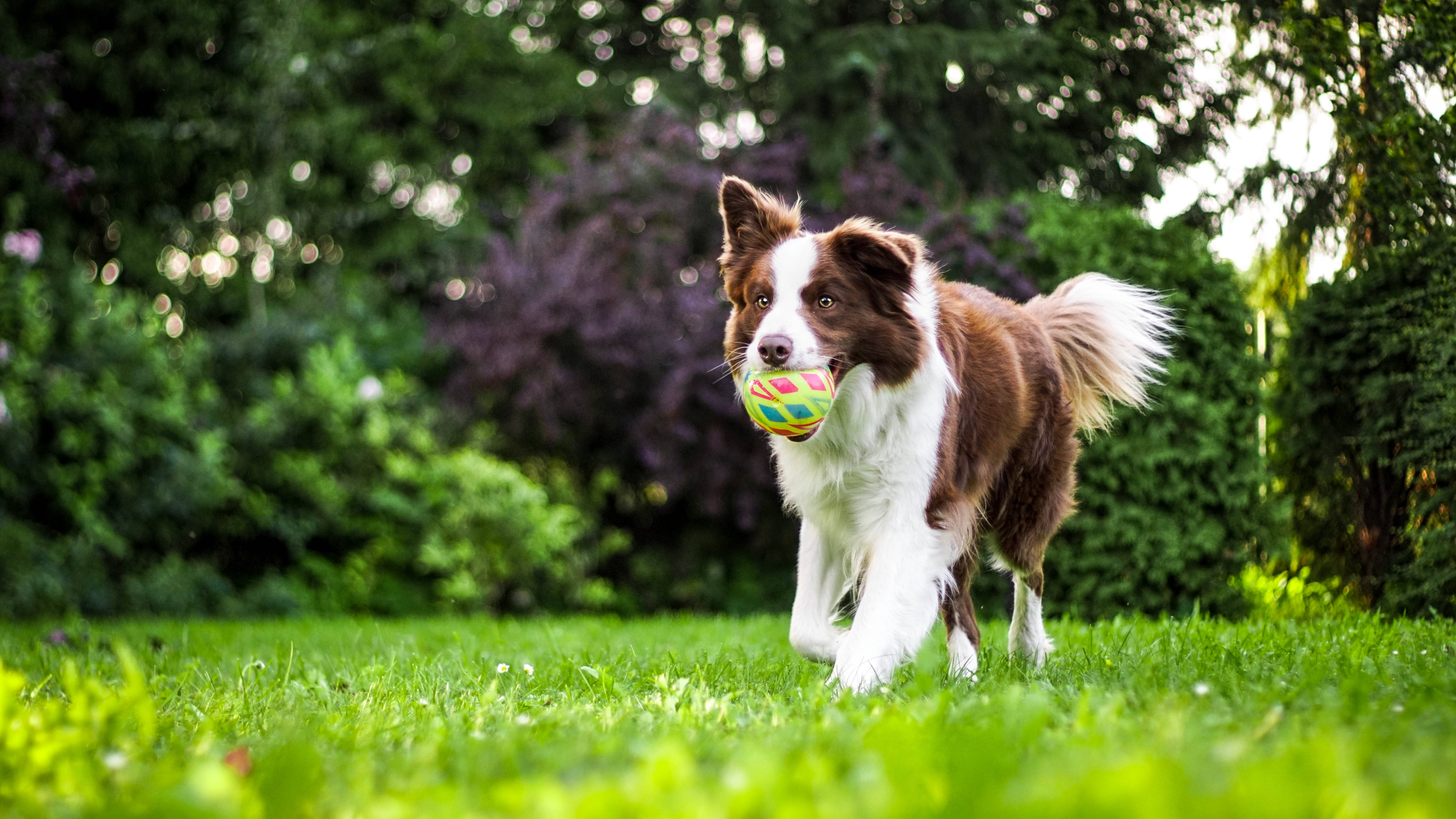 border collie, vibrant green grass, colorful ball, 5K Desktop Wallpaper
