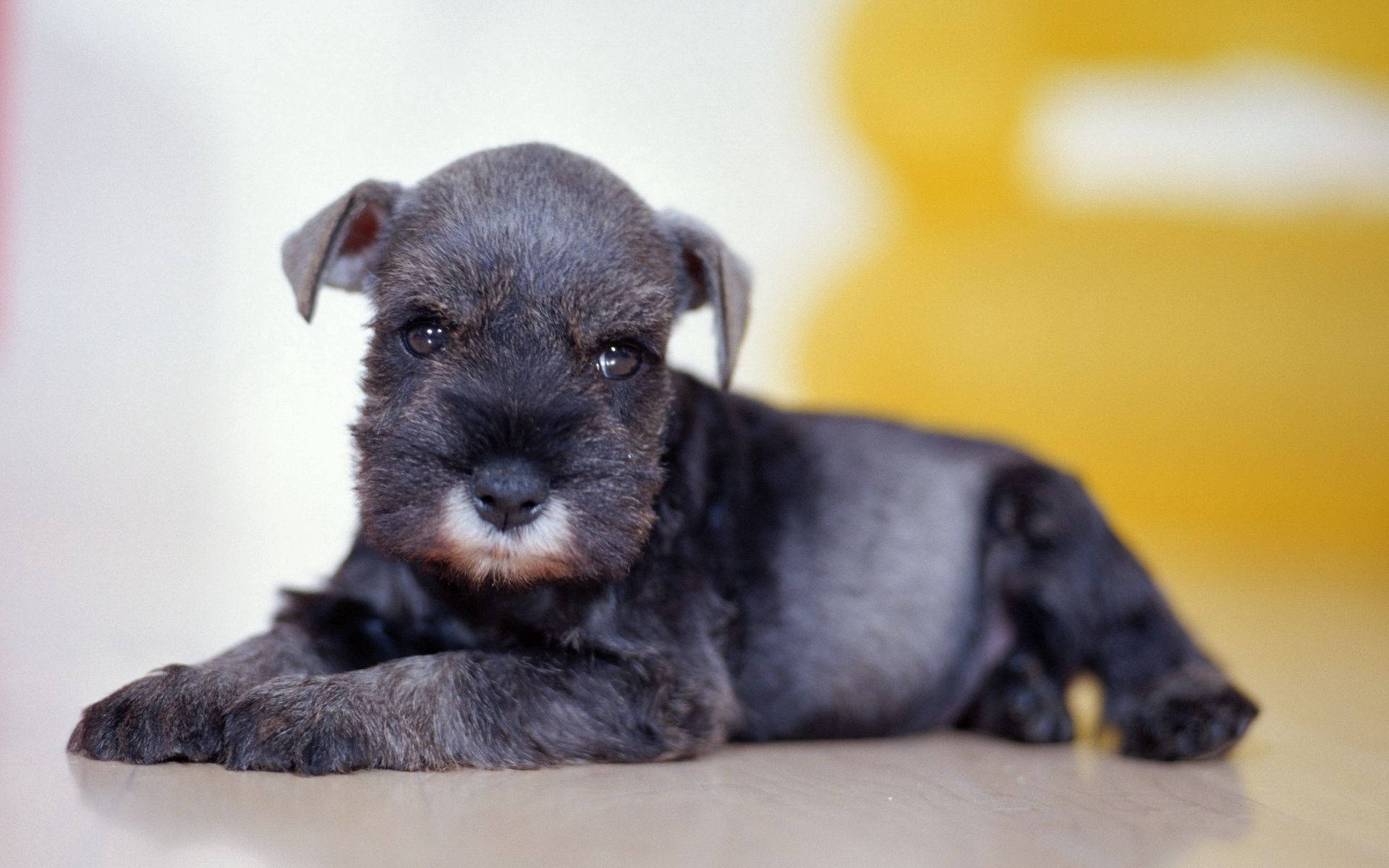 black schnauzer puppy, white chest patch, light floor, Full HD Desktop Wallpaper