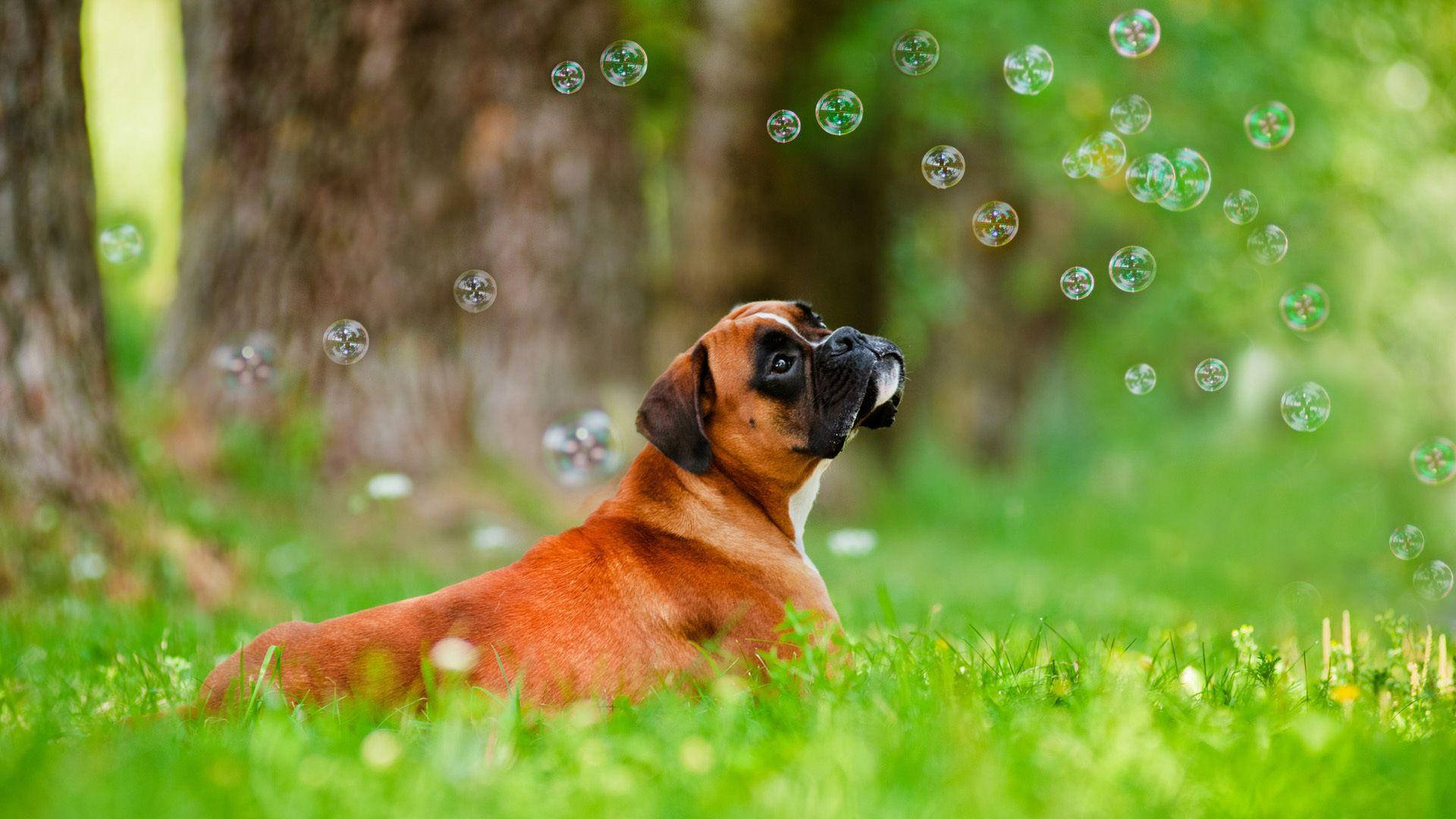 fawn boxer dog, vibrant green grass, soap bubbles, Full HD Desktop Wallpaper