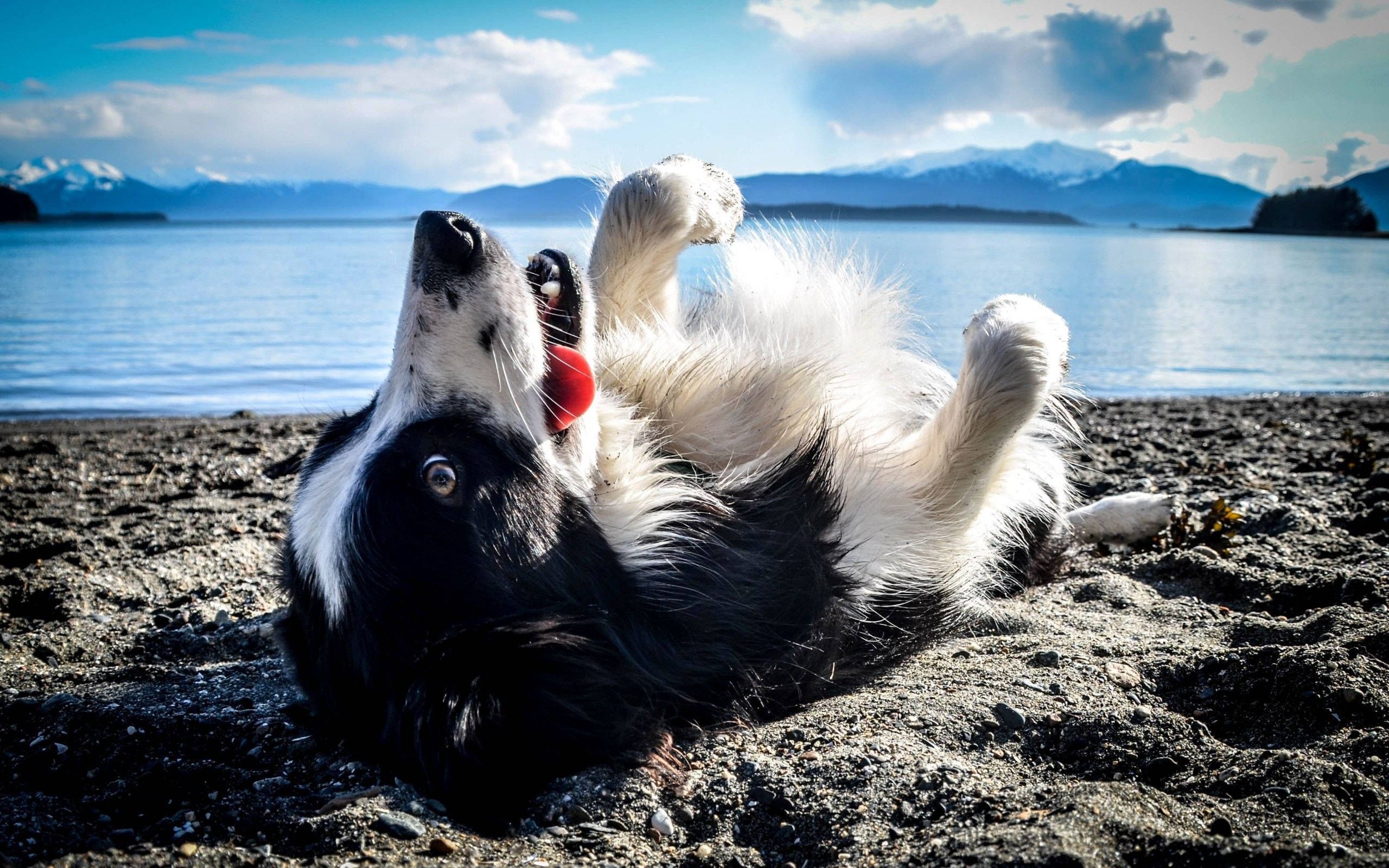 black and white border collie, rocky beach, snow-capped mountains, 2K Desktop Wallpaper