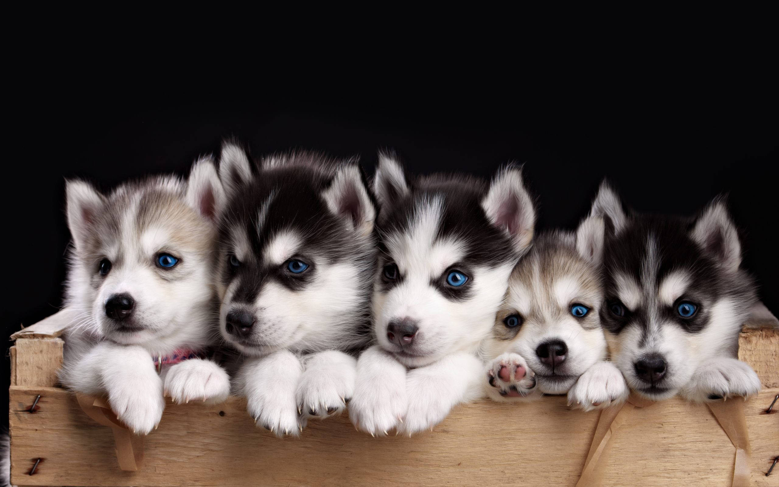 husky puppy litter, rustic wooden crate, blue eyes, 2K Desktop Wallpaper