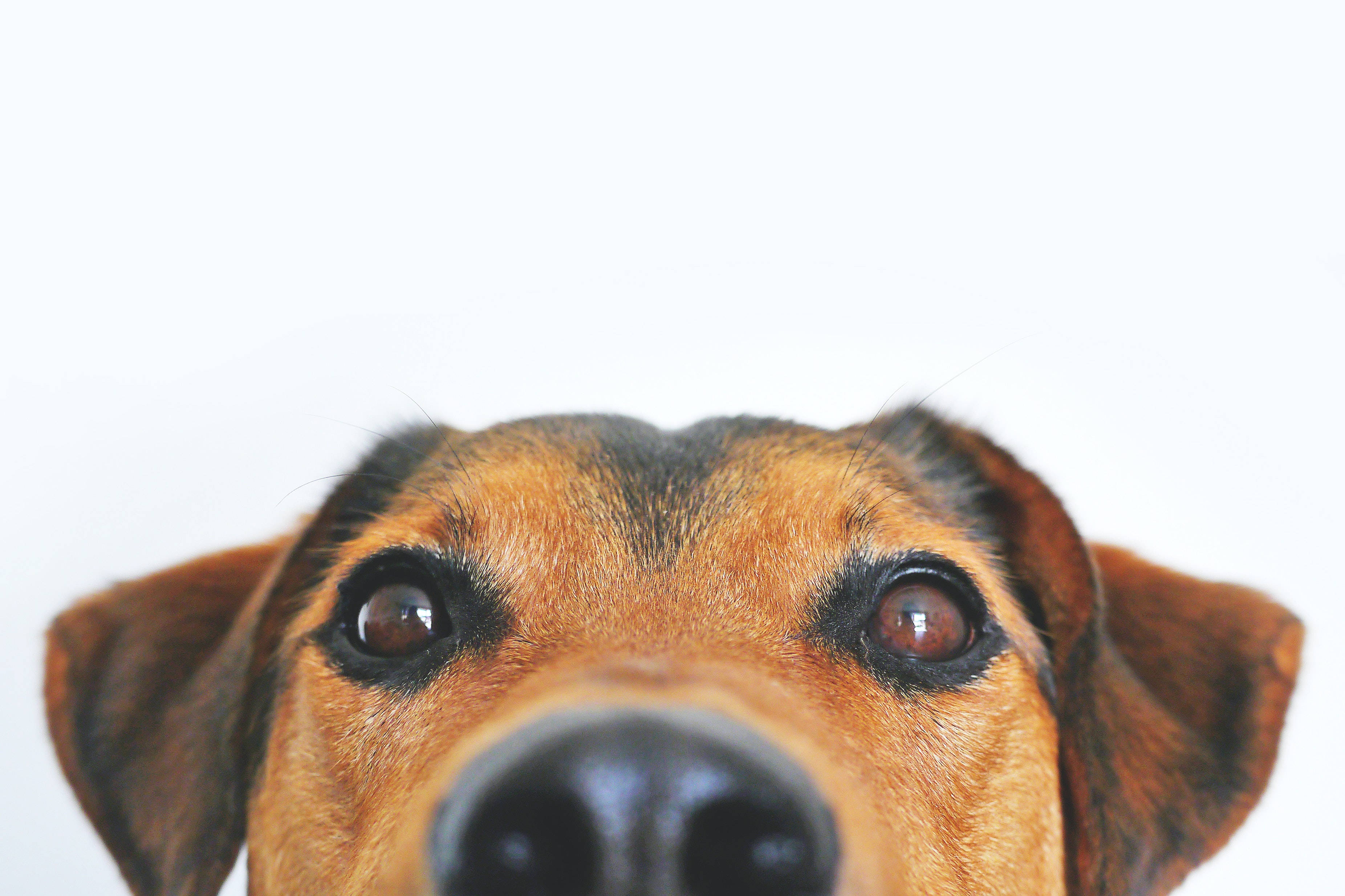 brown and black dog, close-up, staring directly at the camera, 2K Desktop Wallpaper