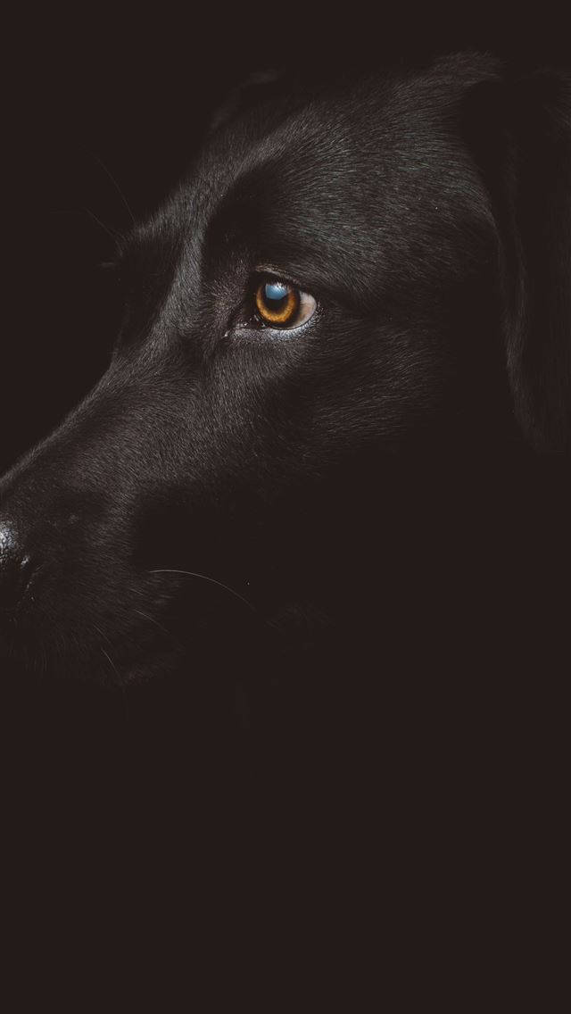 black dog, iPhone, dark, SD Phone Wallpaper