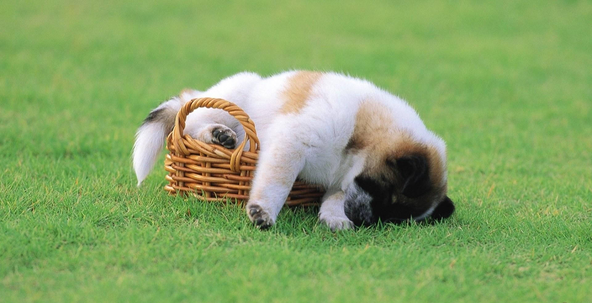 sleeping dog, fluffy puppy, white and tan fur, Full HD Desktop Wallpaper