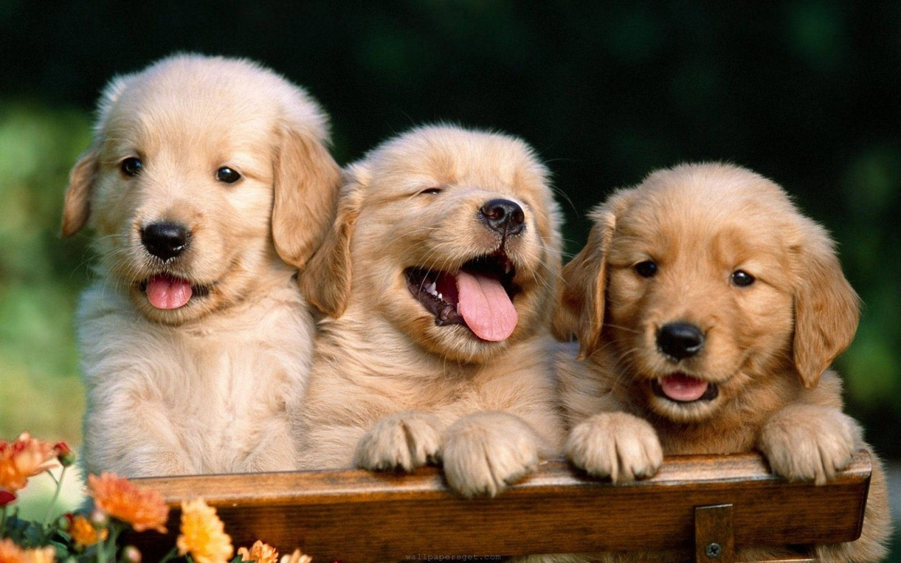 golden retriever puppies, fluffy coats, wooden fence, 2K Desktop Wallpaper