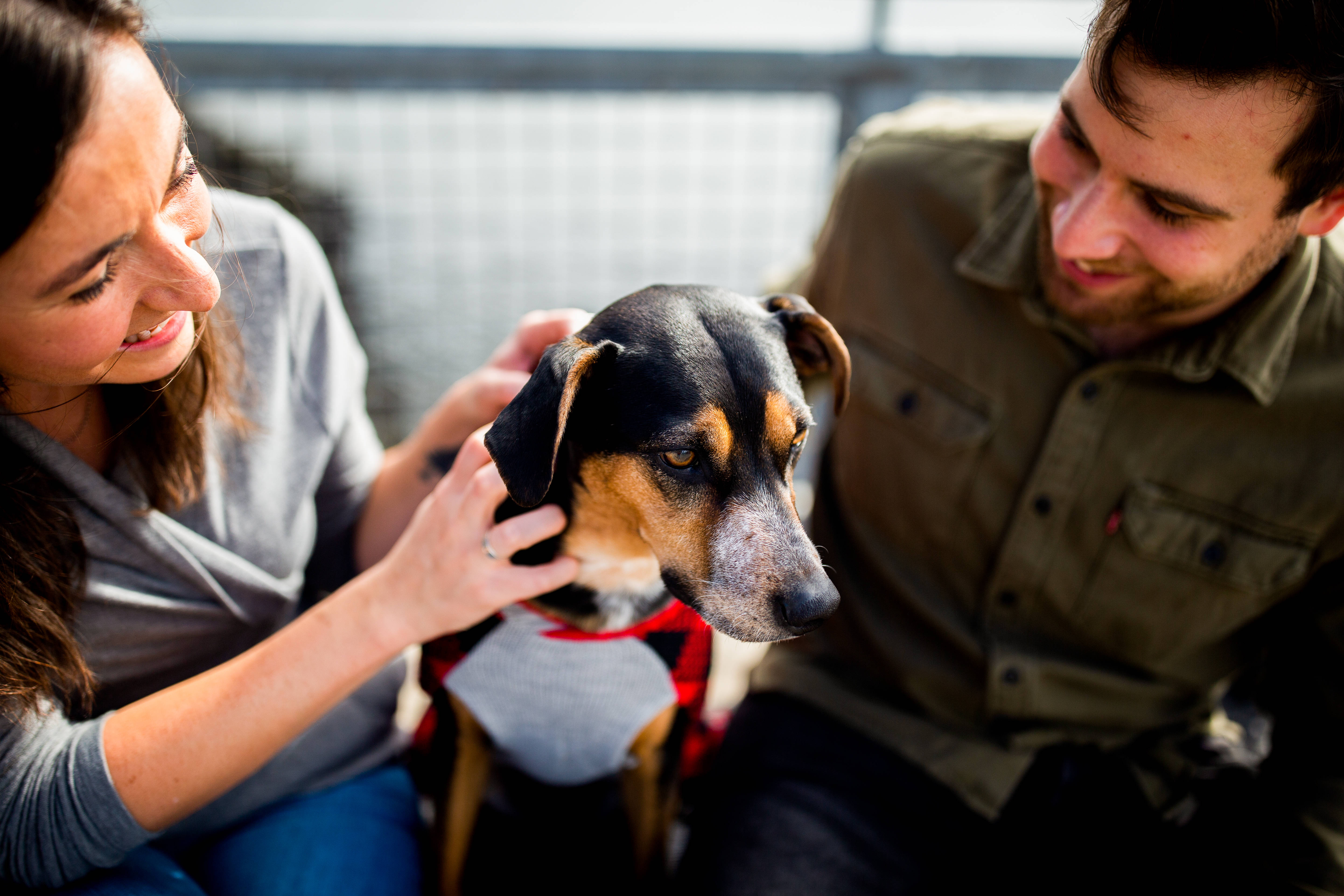 black and tan dog, red and grey sweater, smiling couple, 5K Desktop Wallpaper