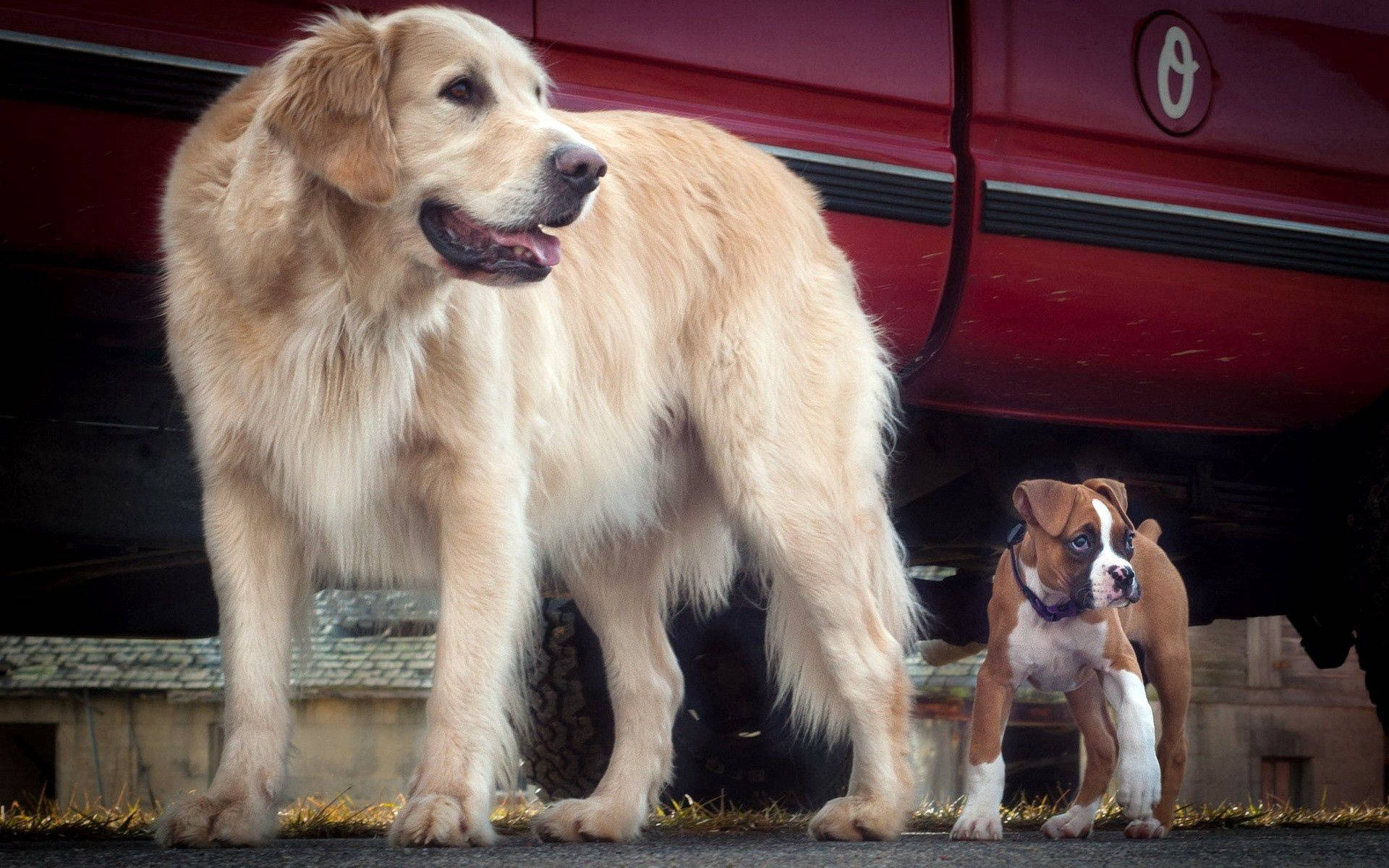 golden retriever, boxer puppy, red truck, Full HD Desktop Wallpaper