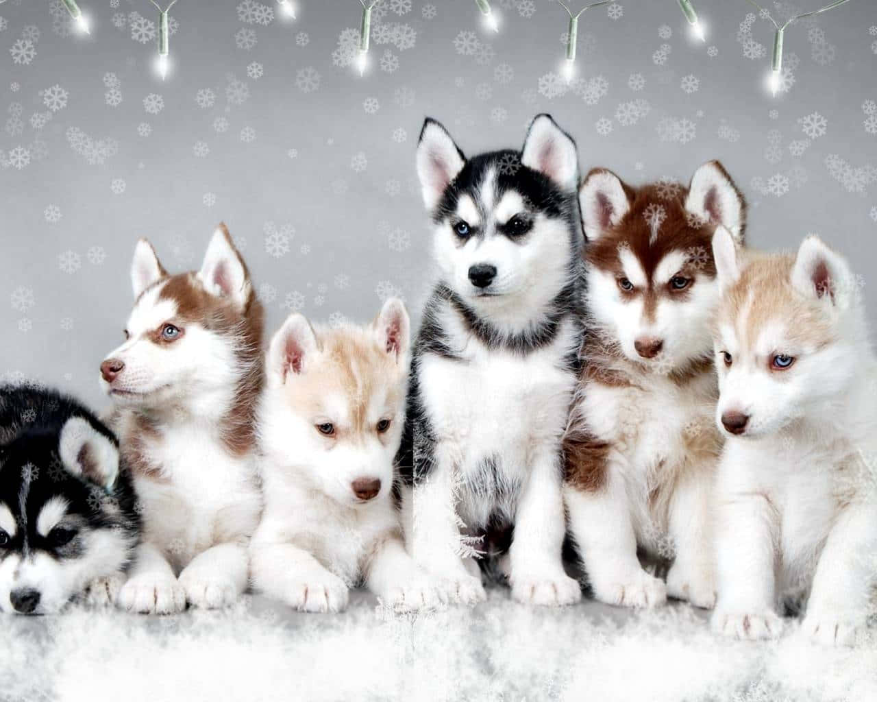 Husky Puppies, snowy ground, glowing string lights, HD Desktop Wallpaper
