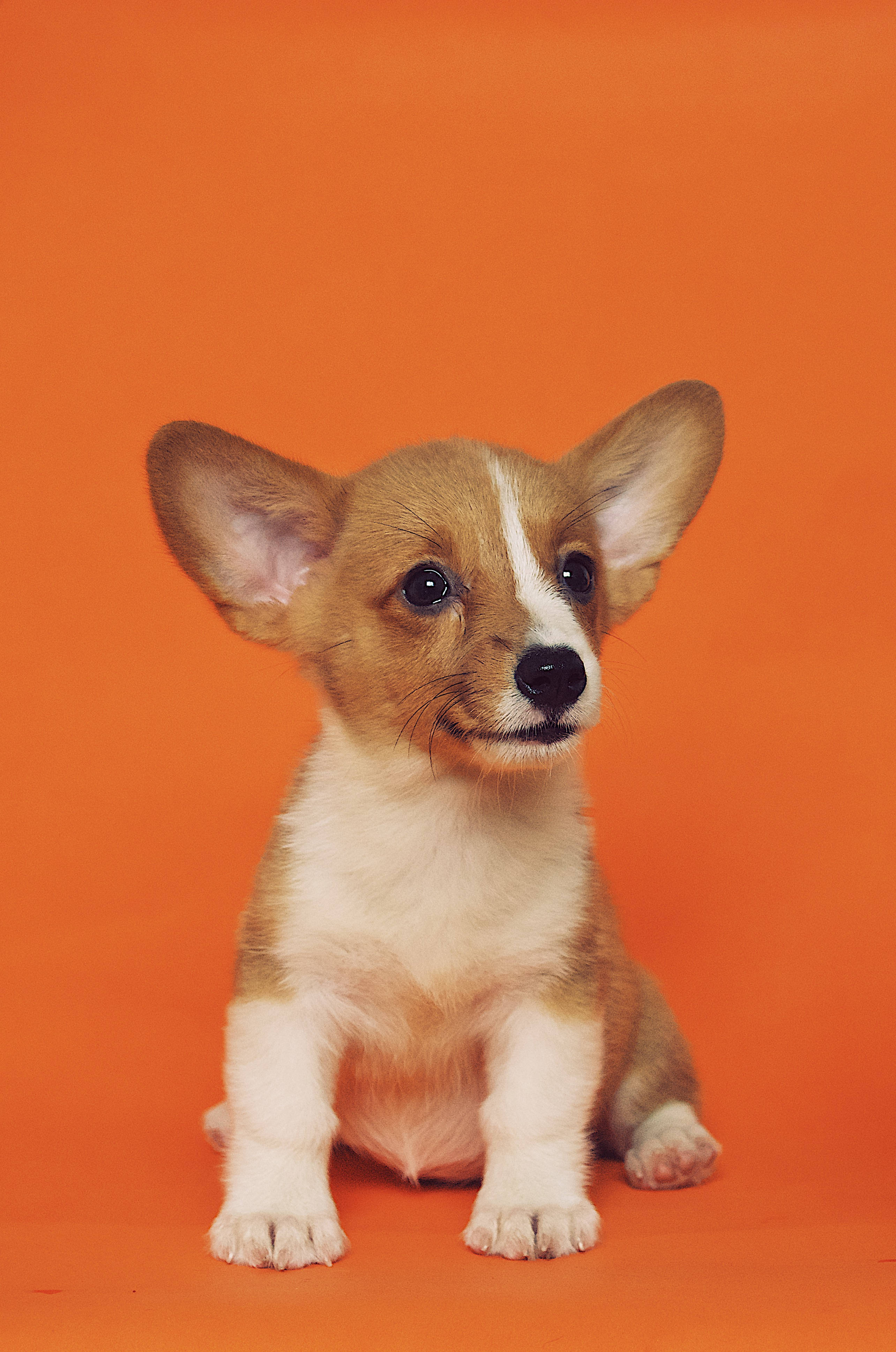 corgi puppy, orange, solid orange background, 4K Phone Wallpaper