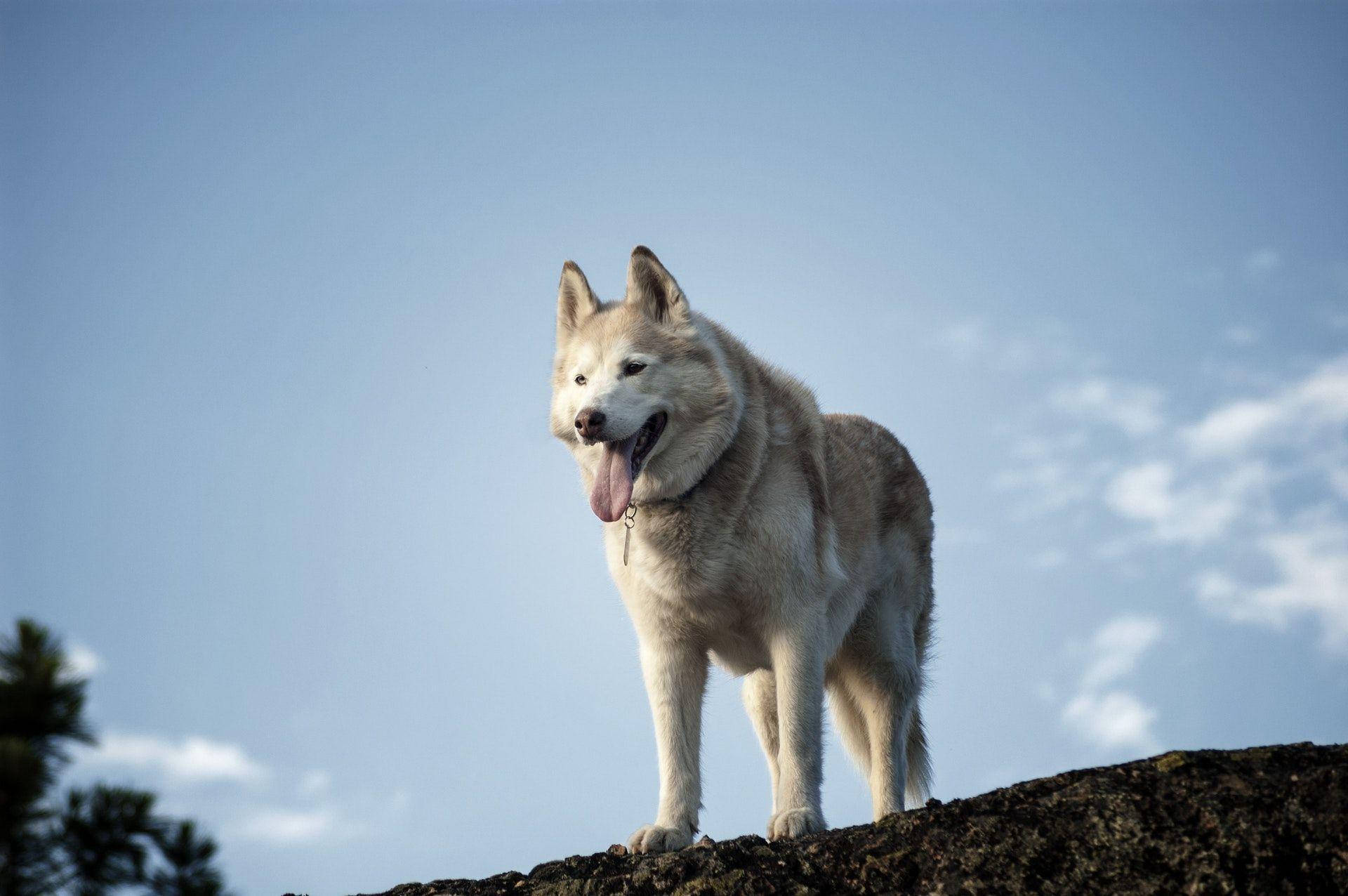 white husky, rocky outcrop, clear blue sky, Full HD Desktop Wallpaper