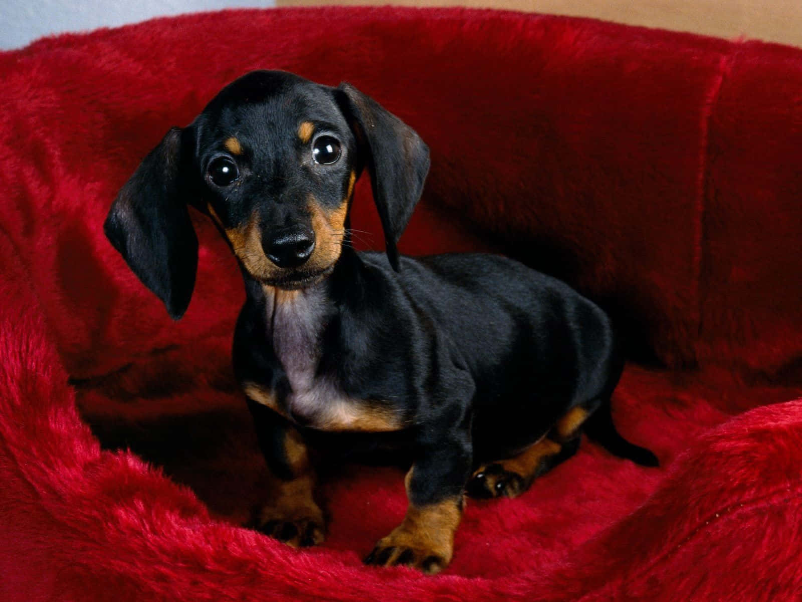 dachshund, black and tan, red couch, HD Desktop Wallpaper