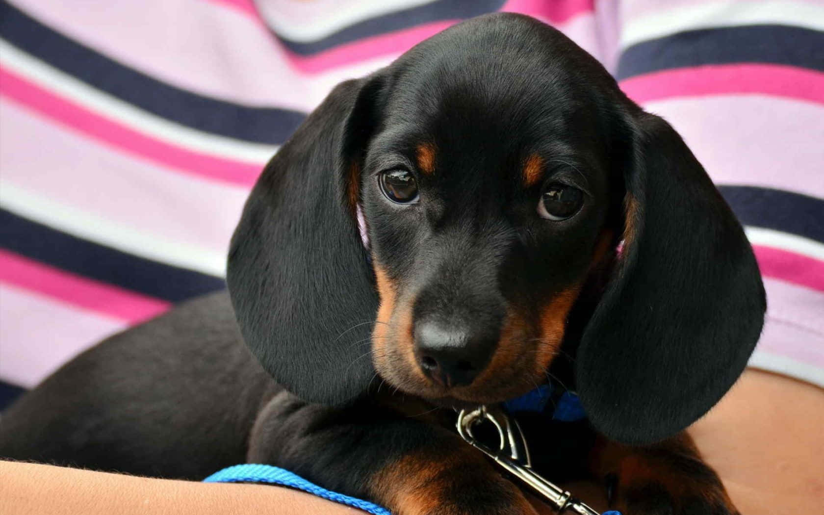 dachshund, black and tan, large droopy ears, HD Desktop Wallpaper